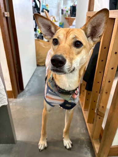 雑種（ミックス犬）・メスの里親募集の写真