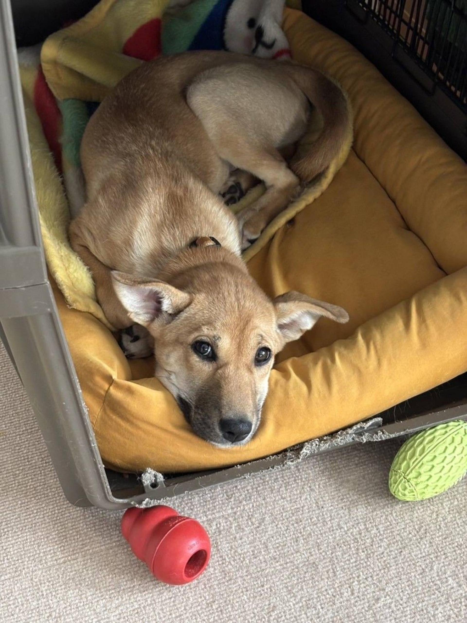 pet-image-2