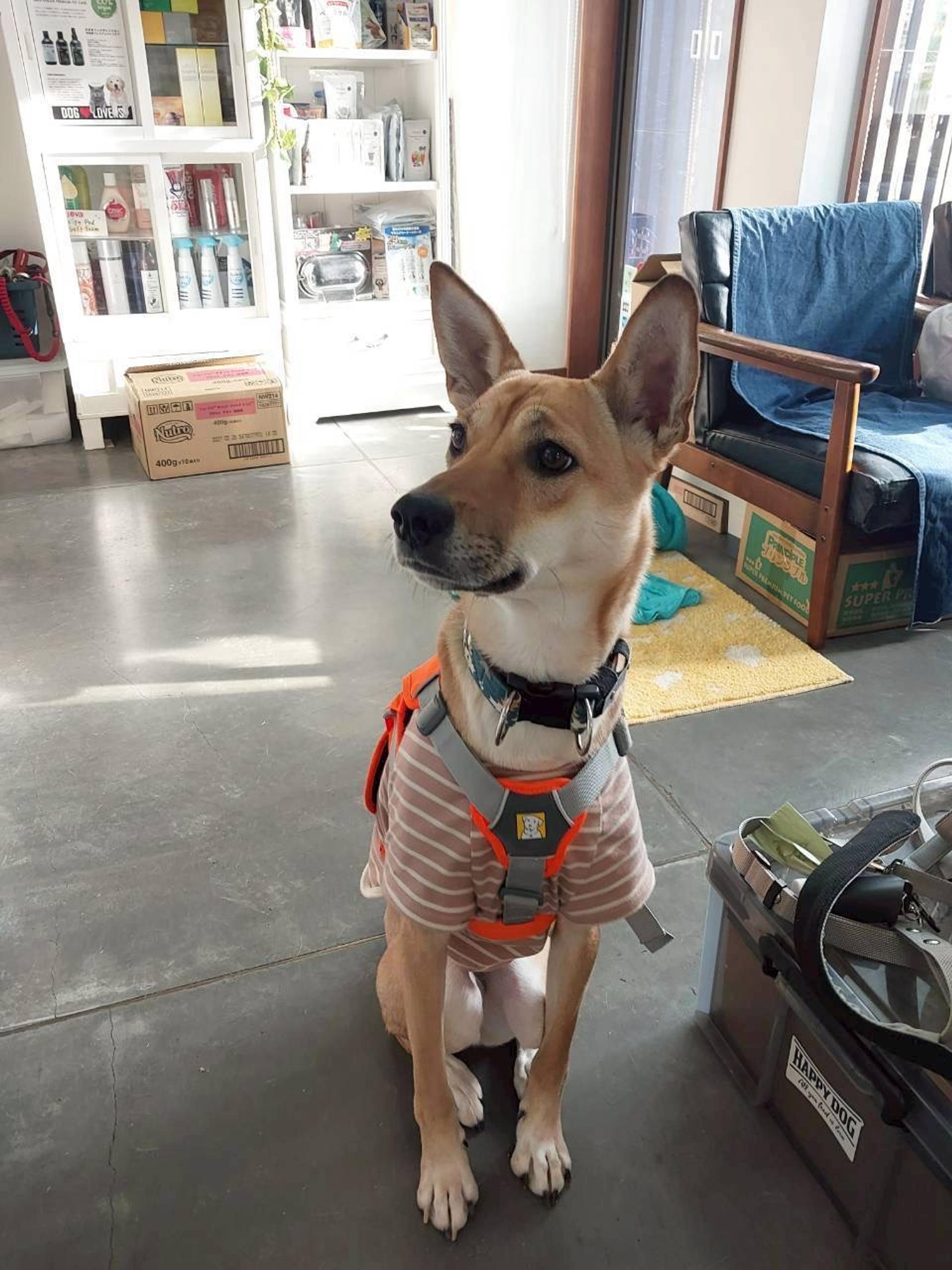 pet-image-7