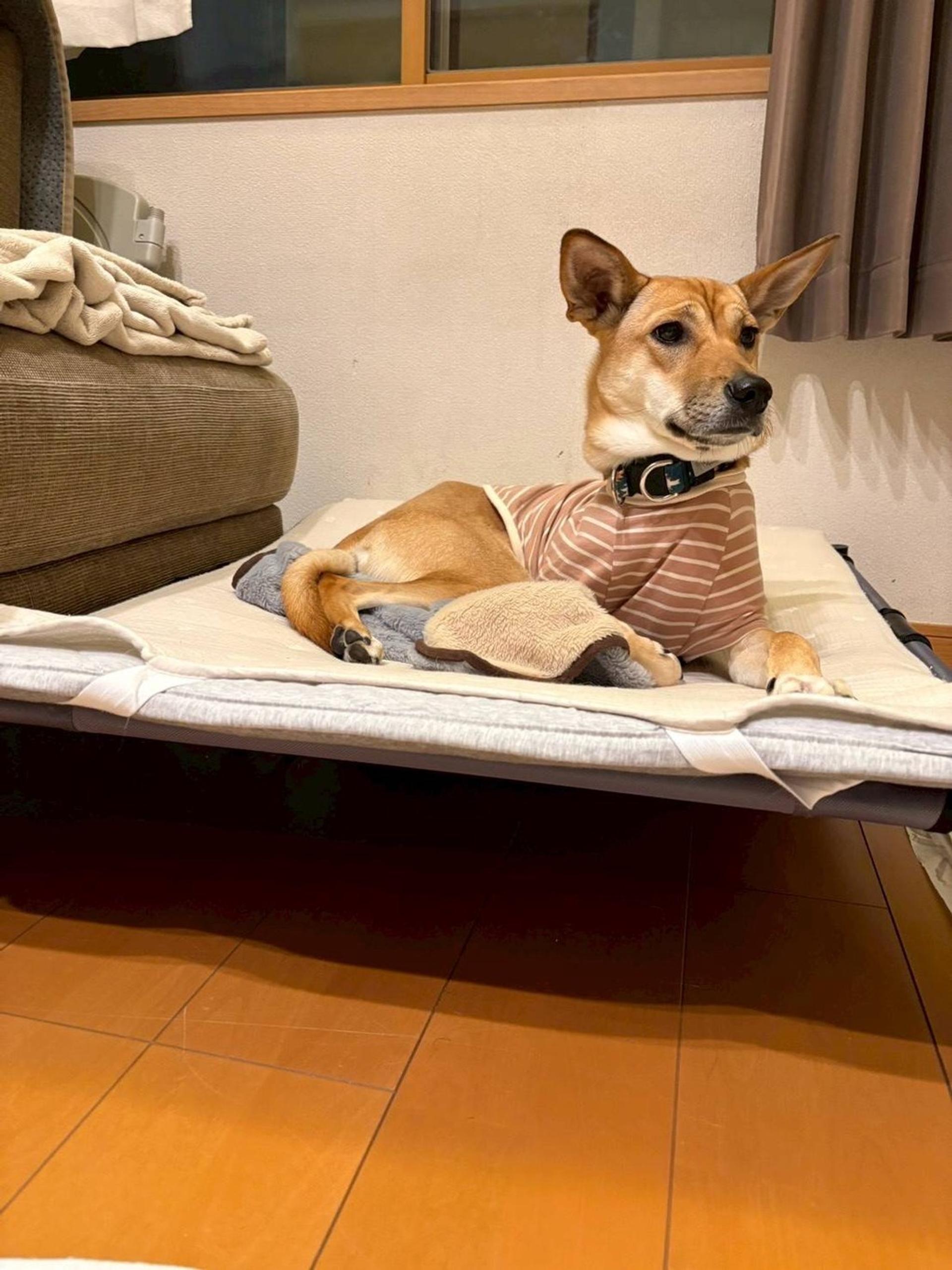 pet-image-8