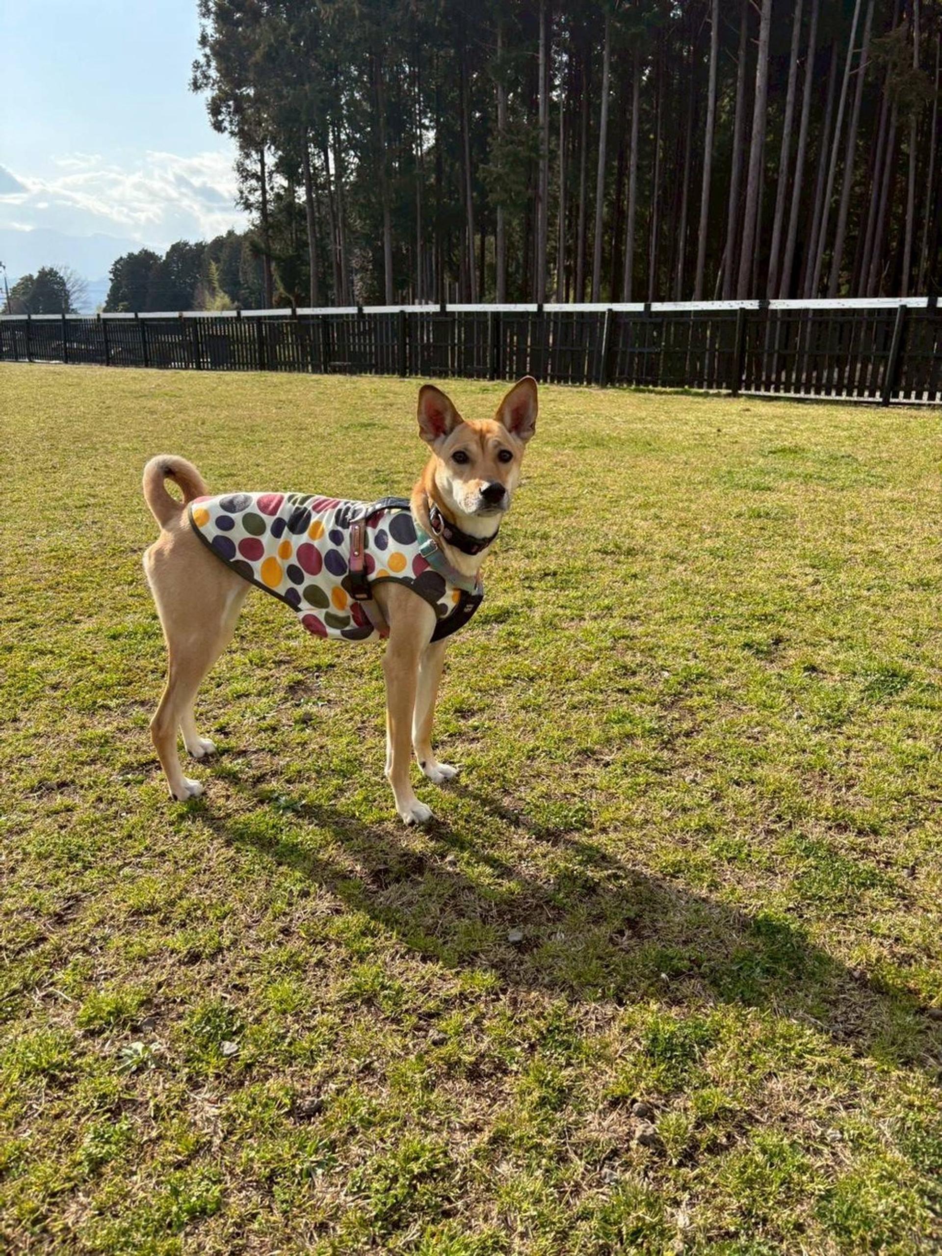 pet-image-9