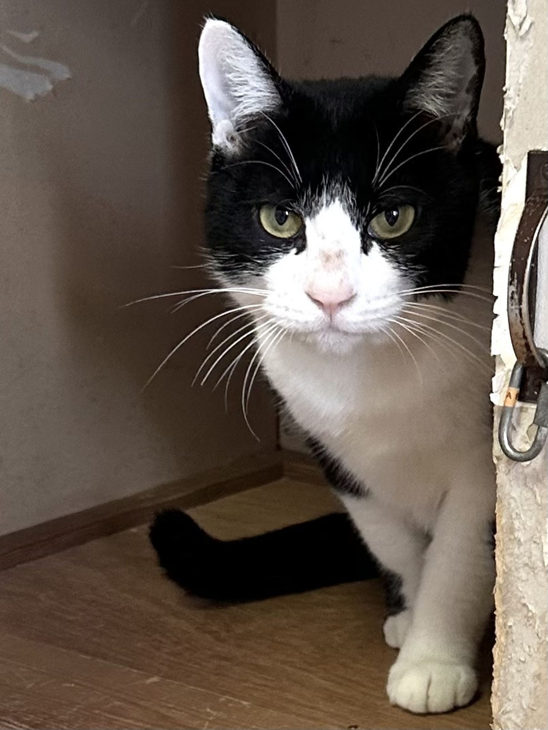 雑種（ミックス猫）・メスの里親募集の写真