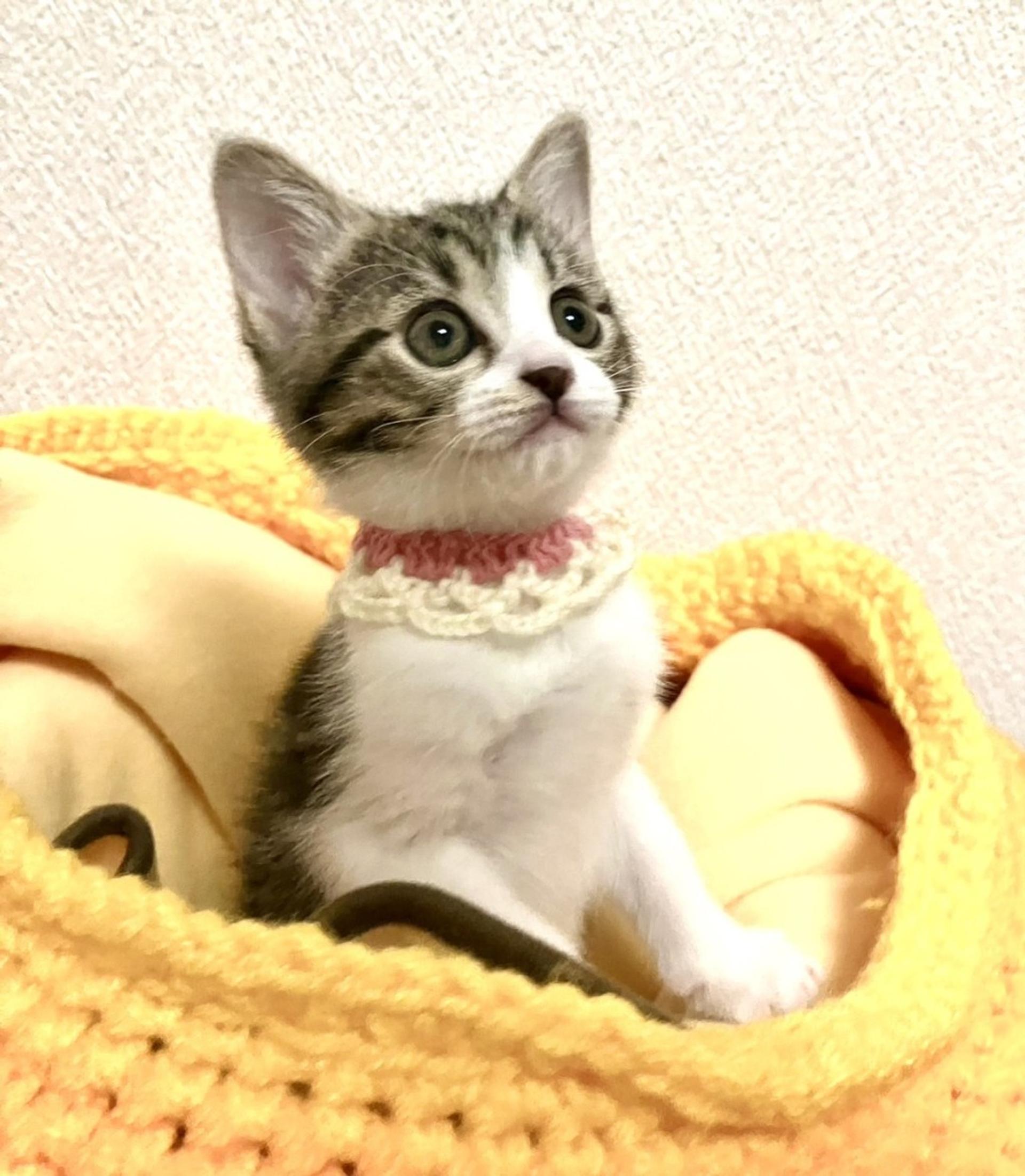 pet-image-3