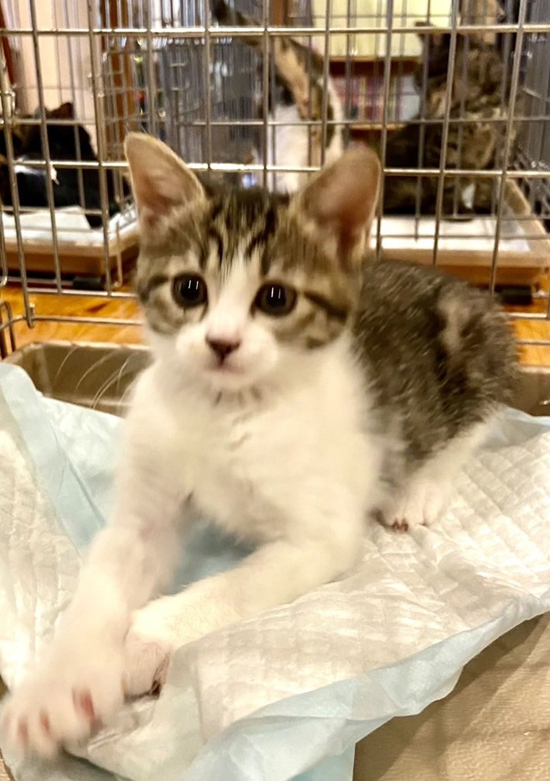 雑種（ミックス猫）・オスの里親募集の写真