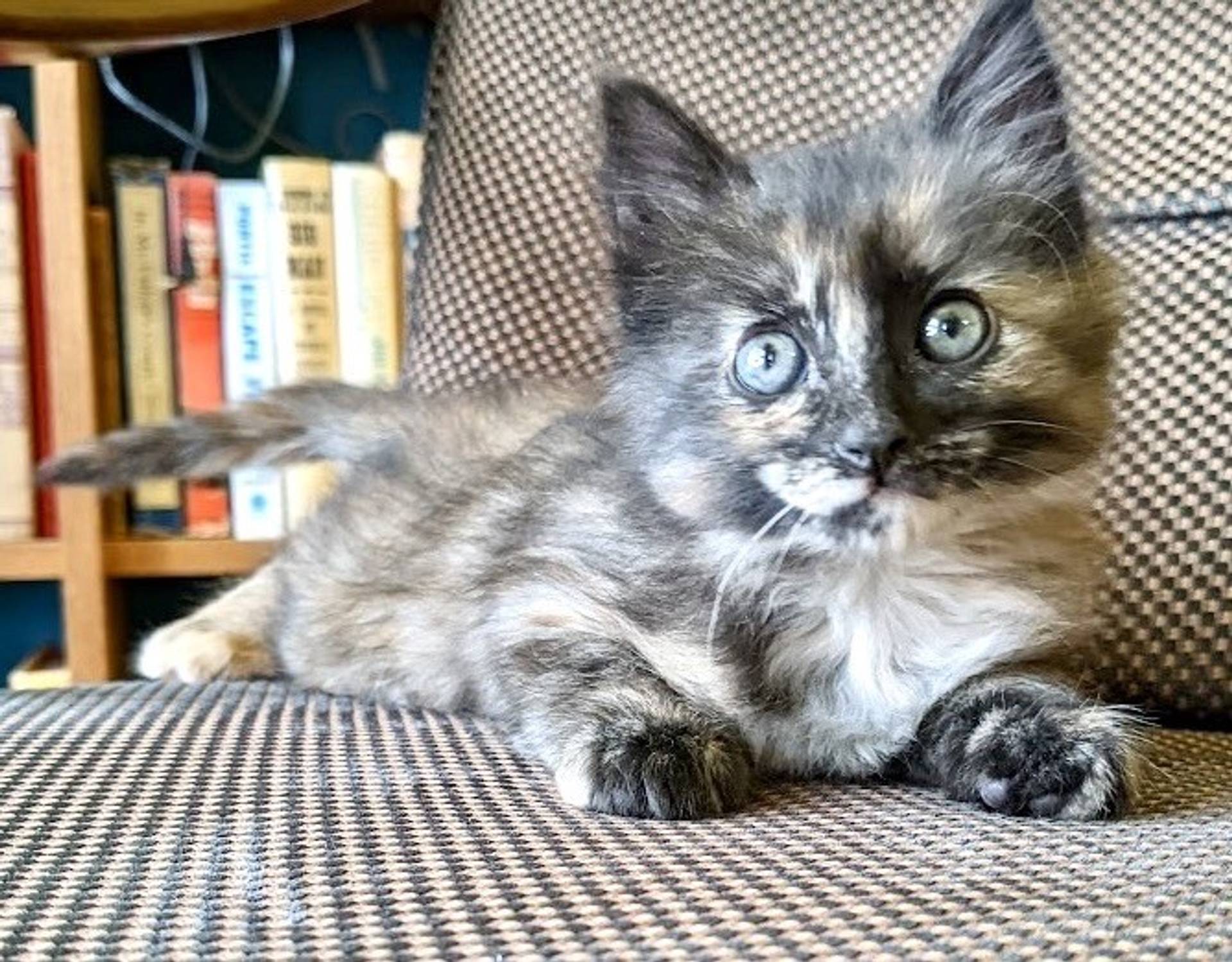 雑種（ミックス猫）・メスの里親募集の写真
