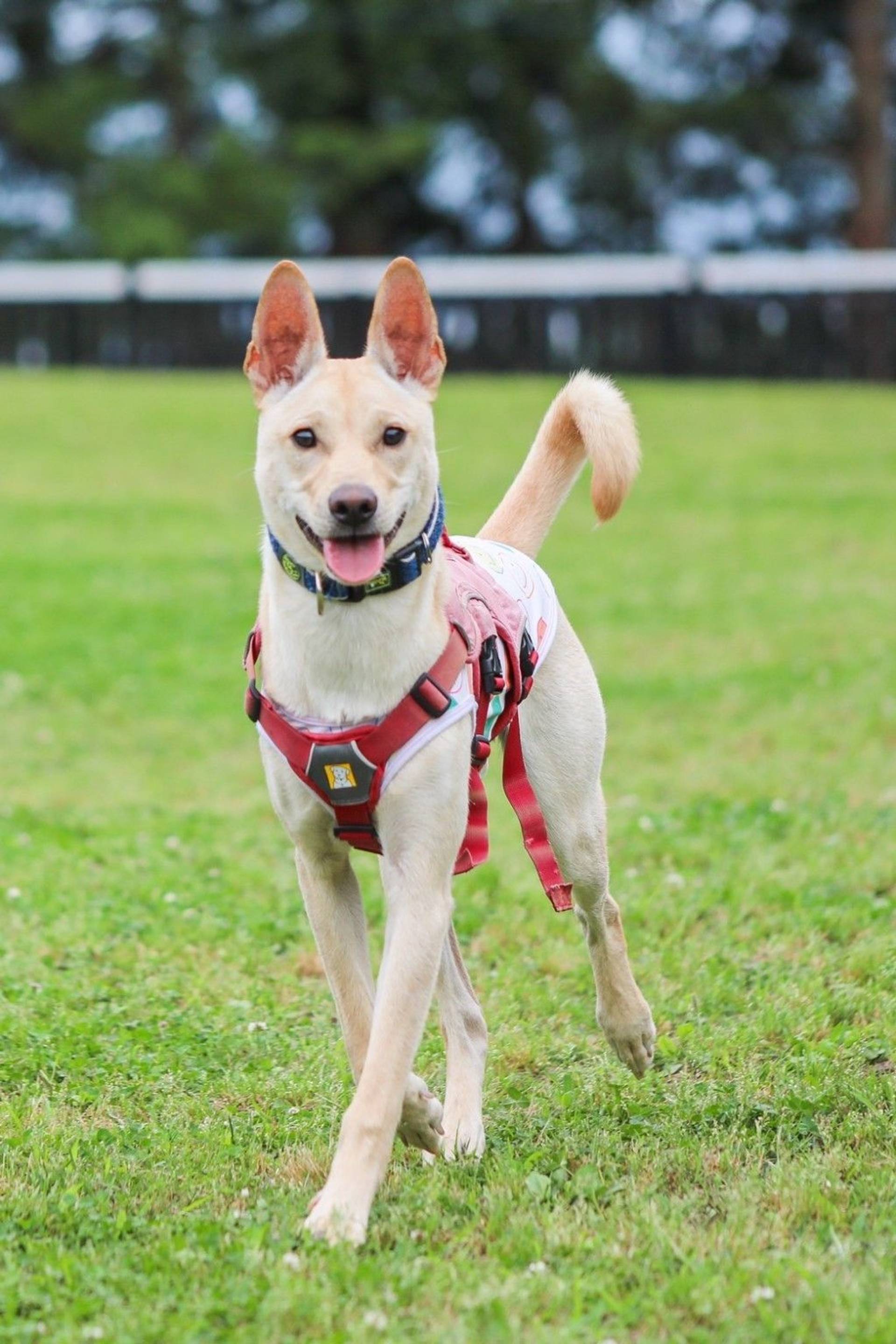 雑種（ミックス犬）・オスの里親募集の写真