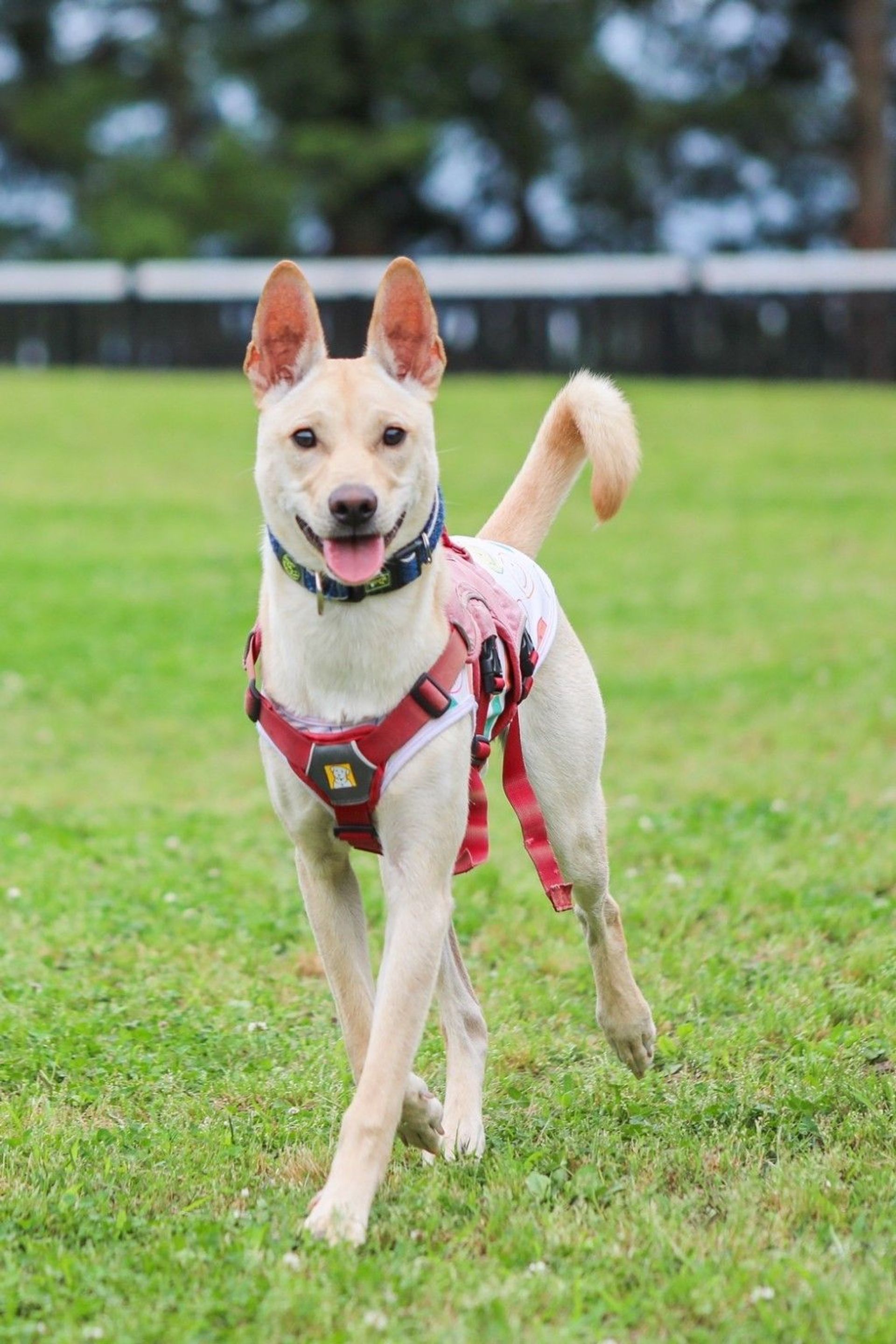 雑種（ミックス犬）・オスの里親募集の写真