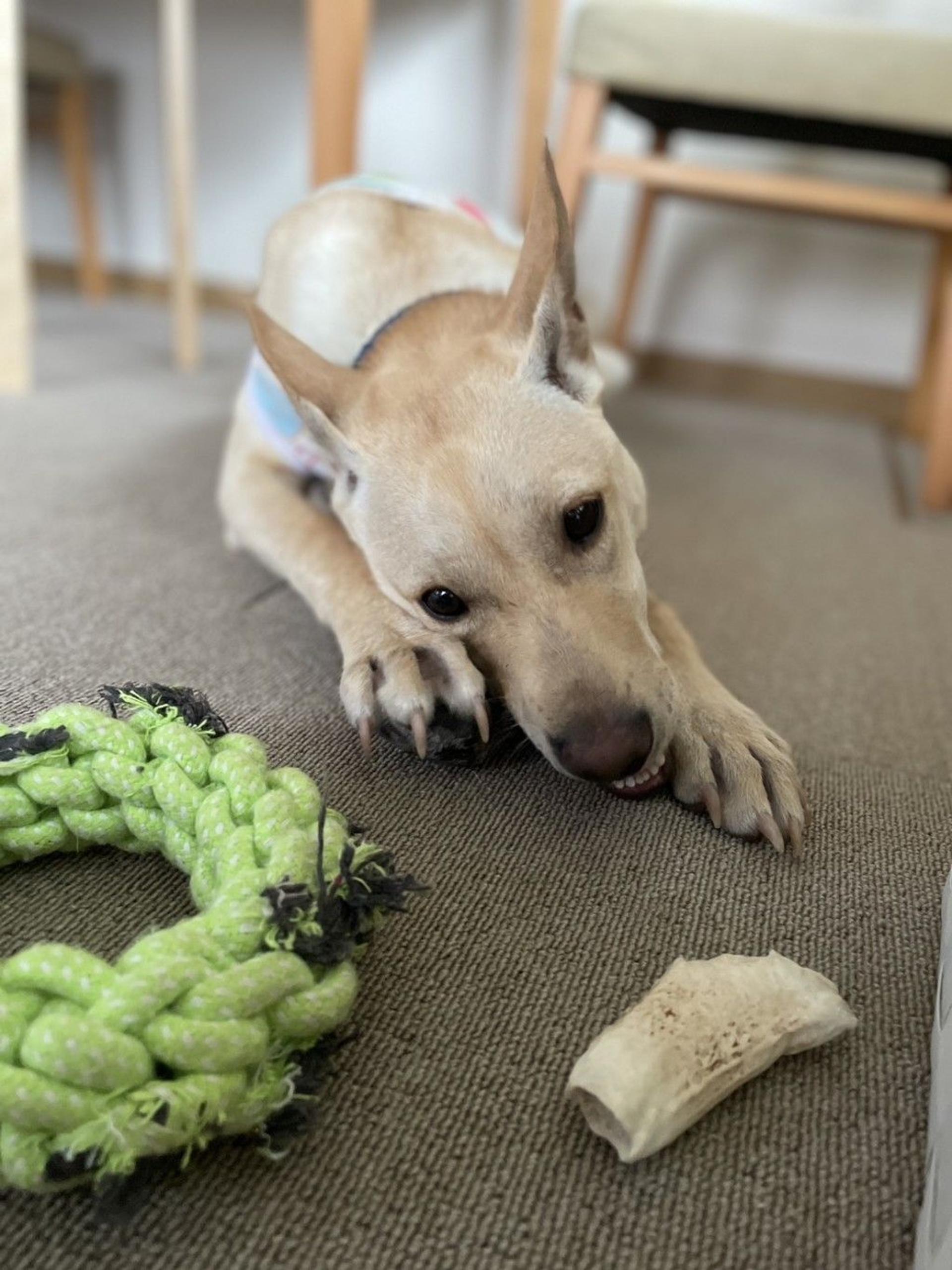 pet-image-2