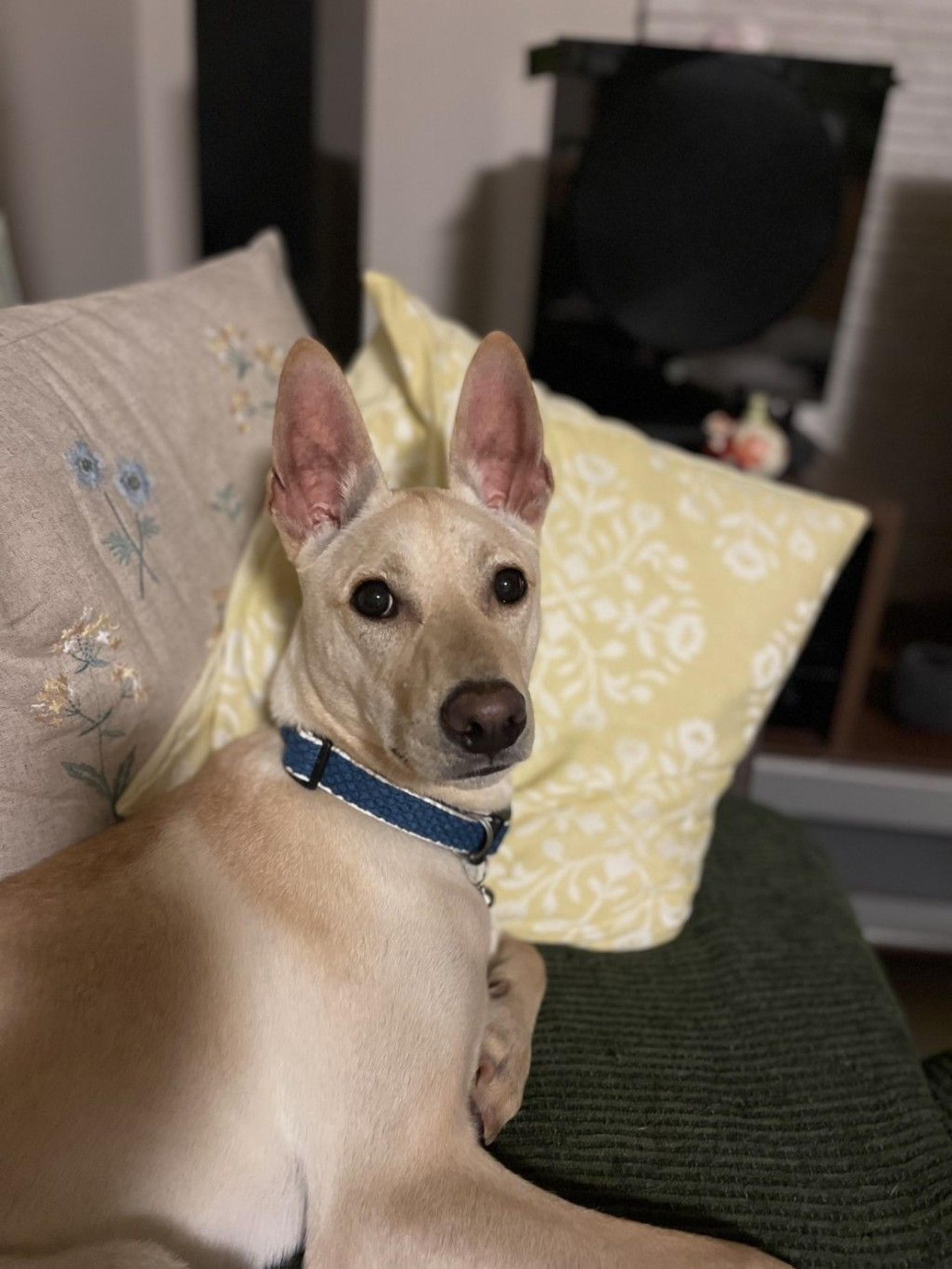 pet-image-4