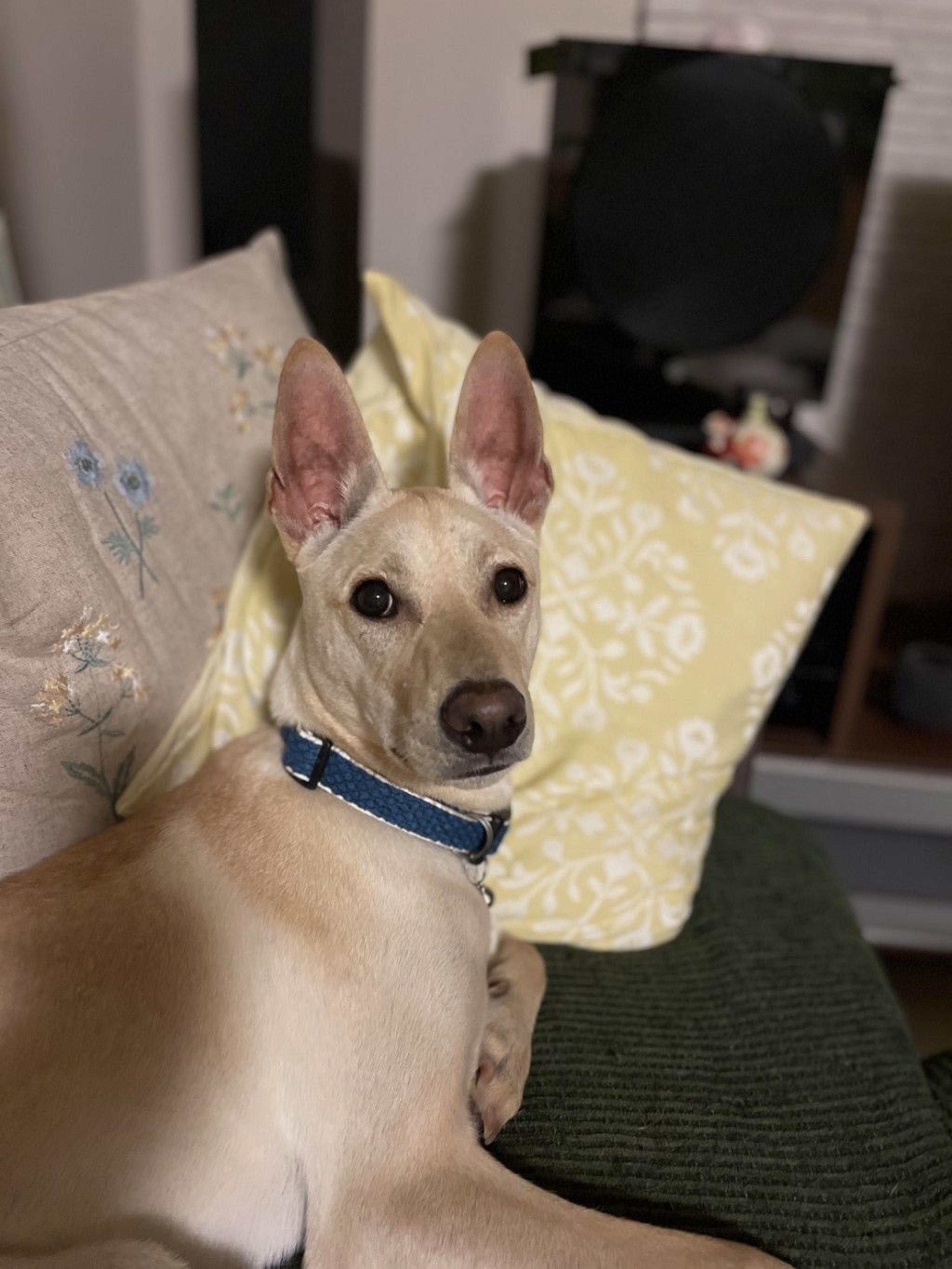 pet-image-4