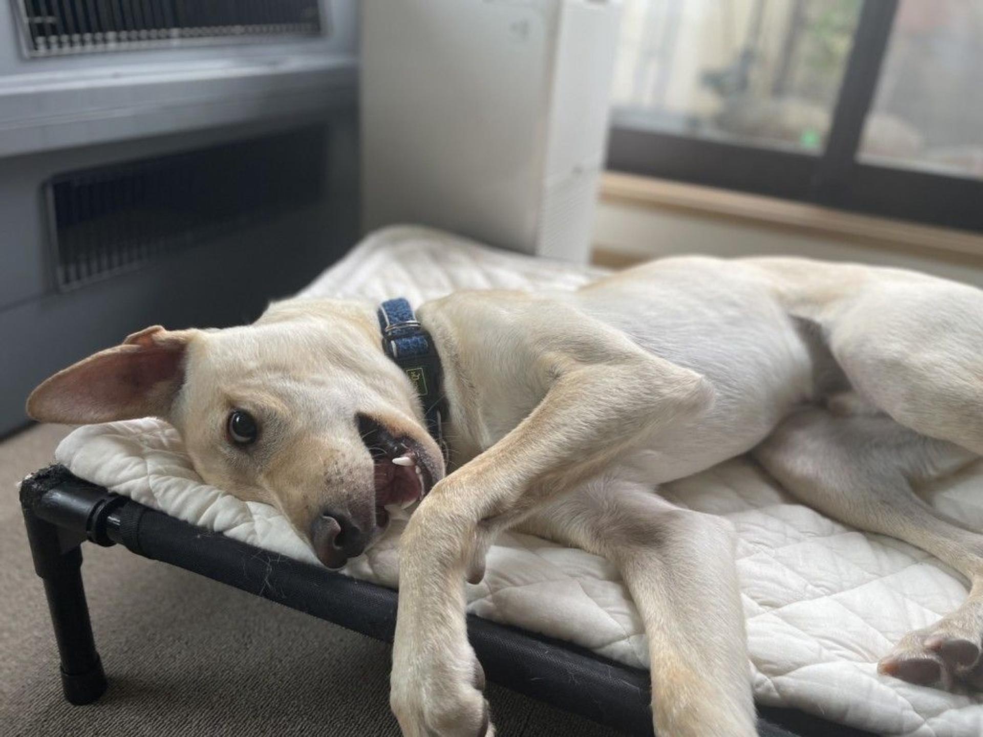 pet-image-5