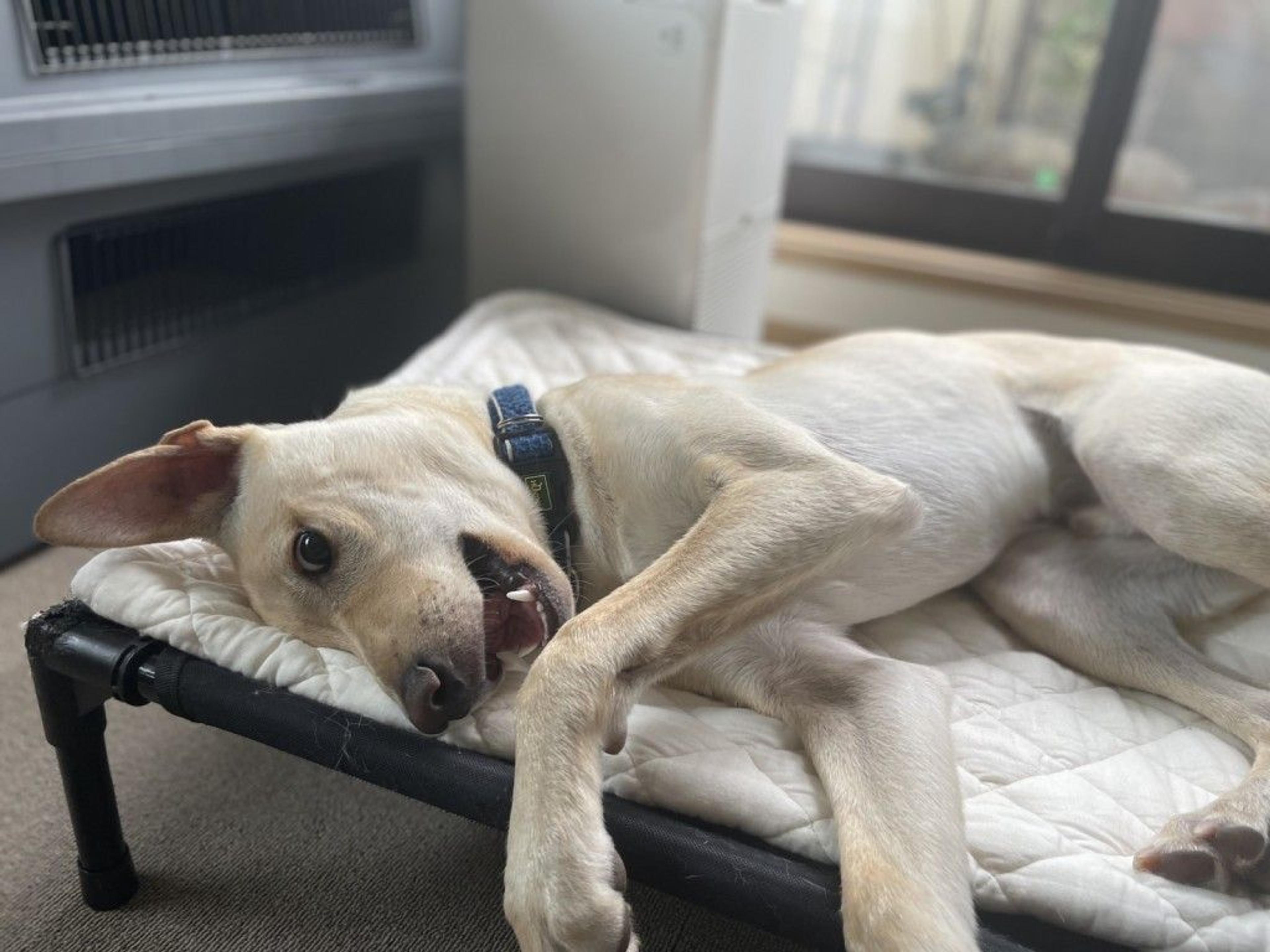 pet-image-5