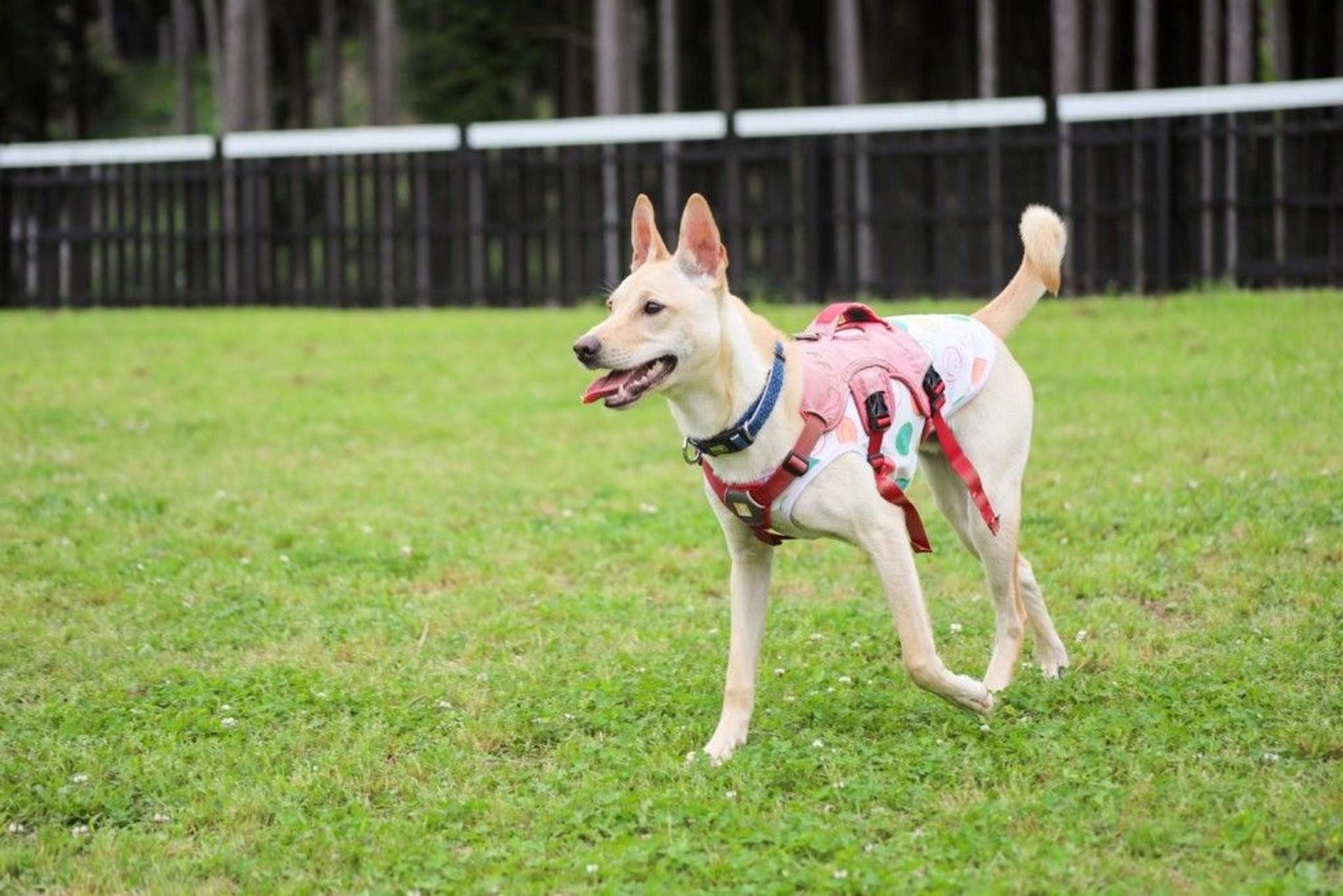 pet-image-6