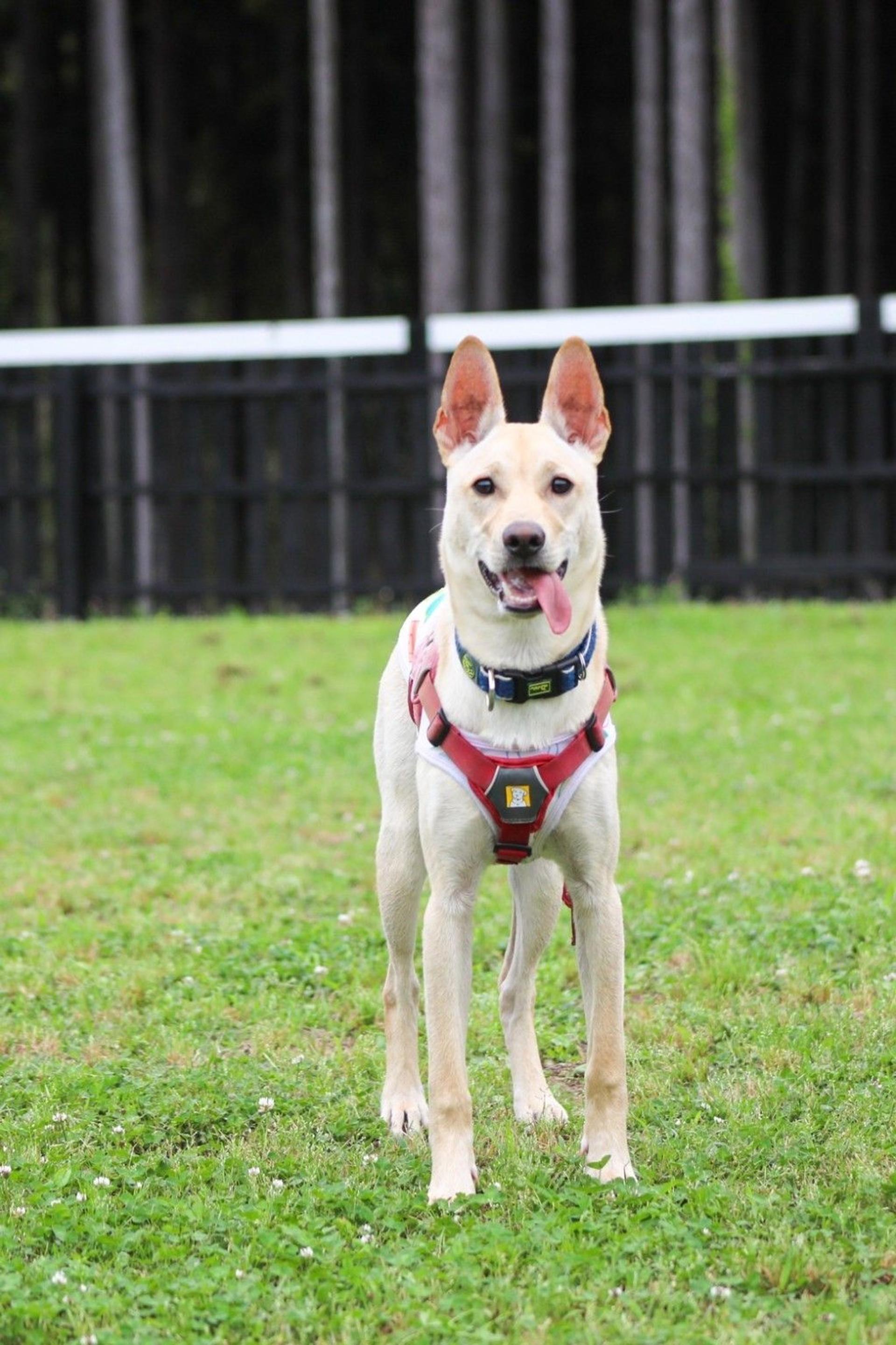 pet-image-7