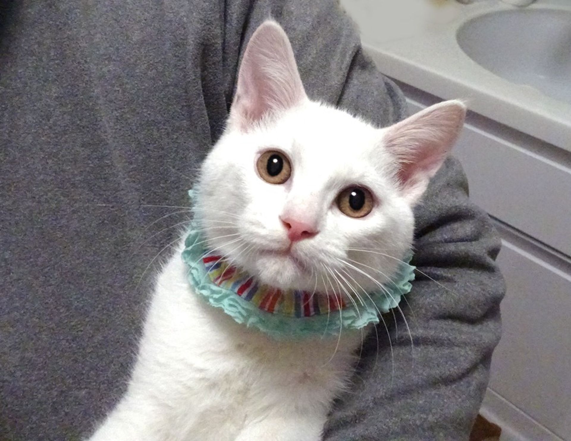 雑種（ミックス猫）・オスの里親募集の写真