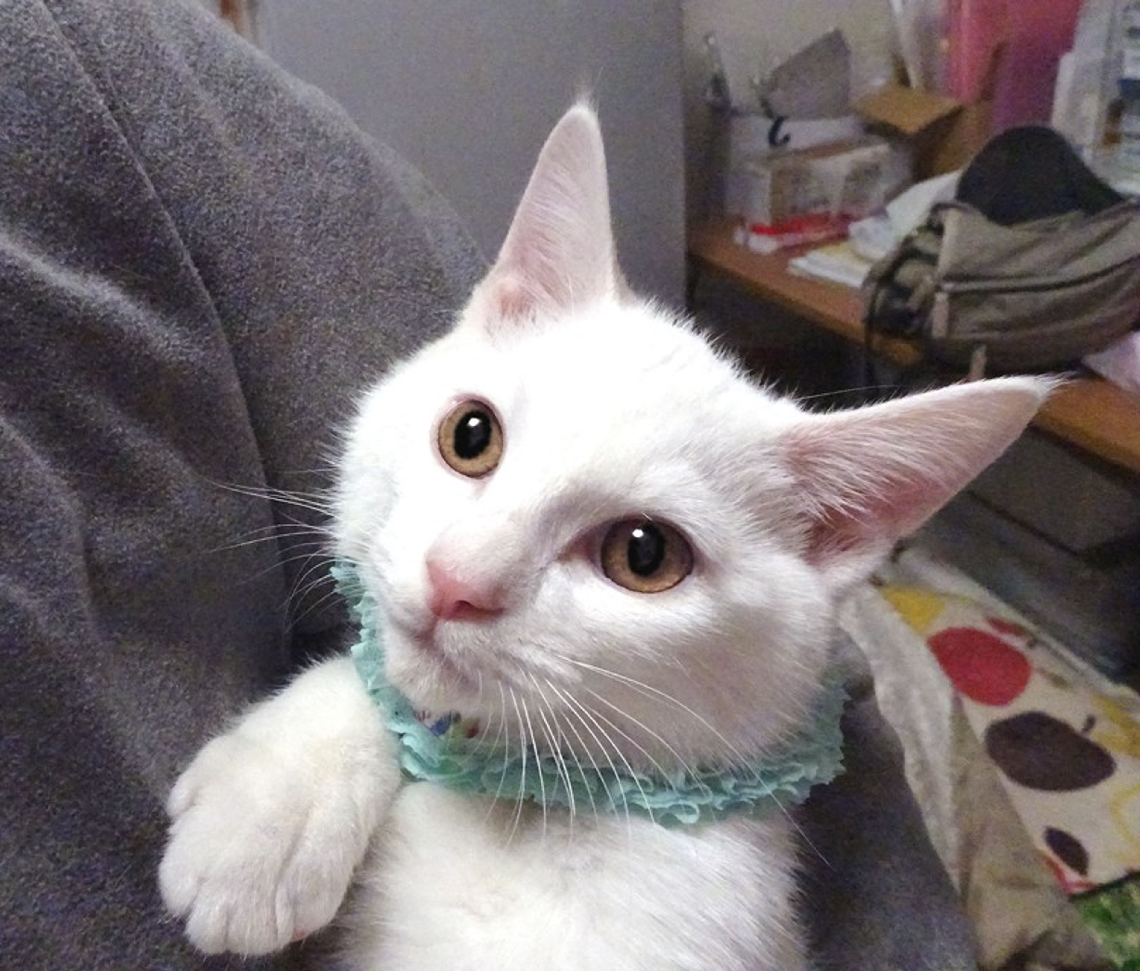pet-image-2