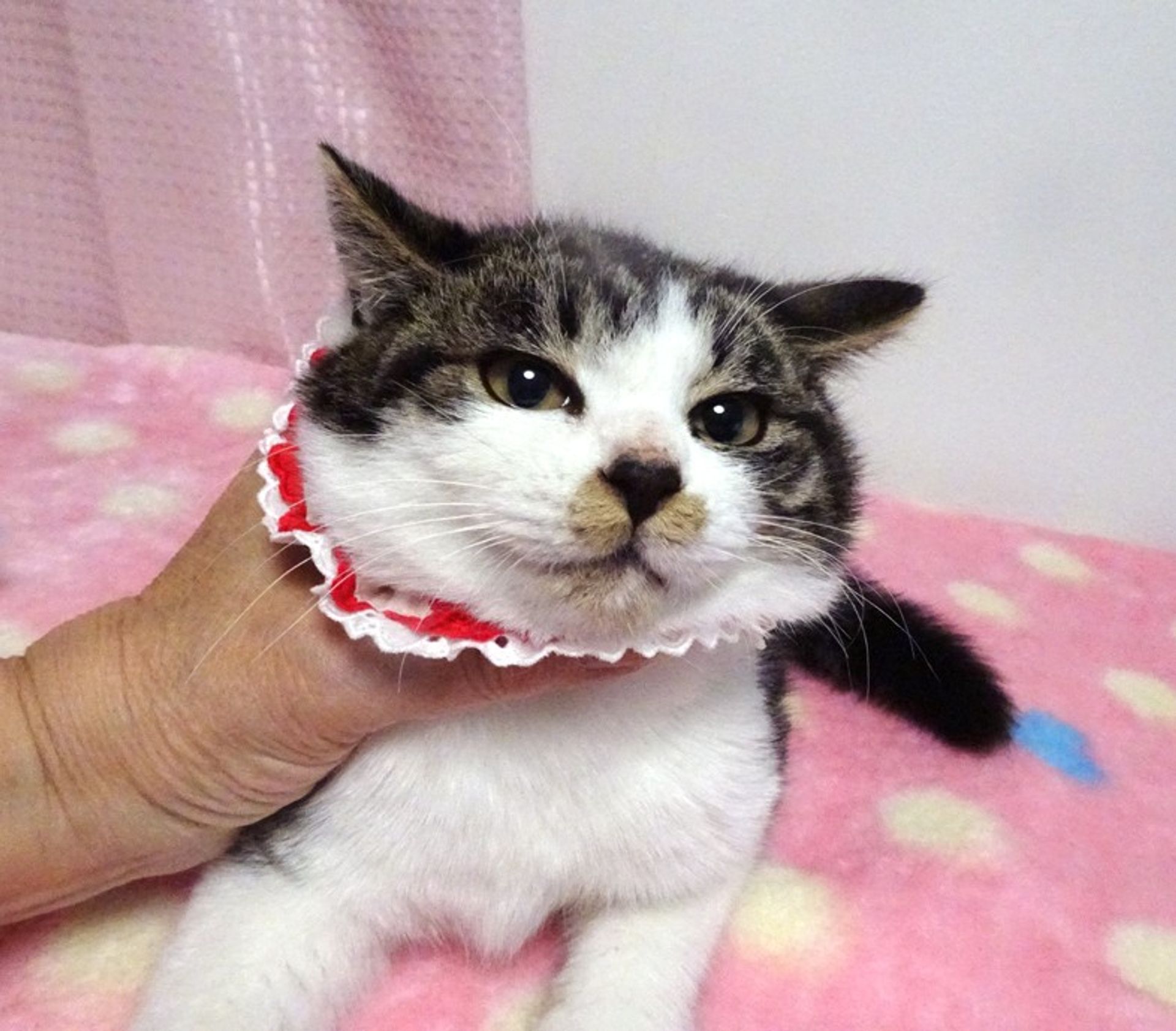 雑種（ミックス猫）・メスの里親募集の写真