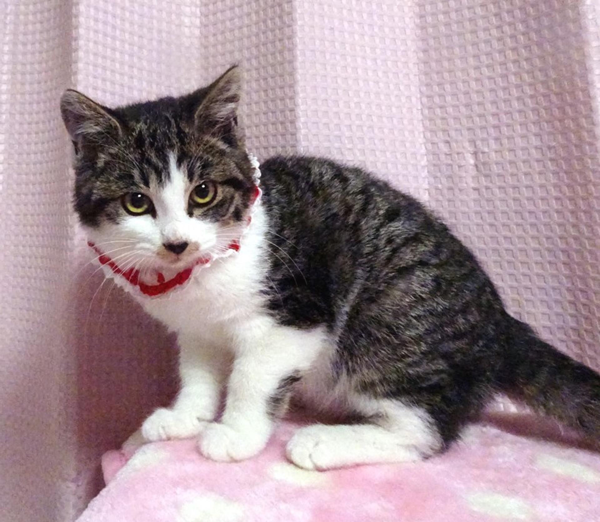 pet-image-3