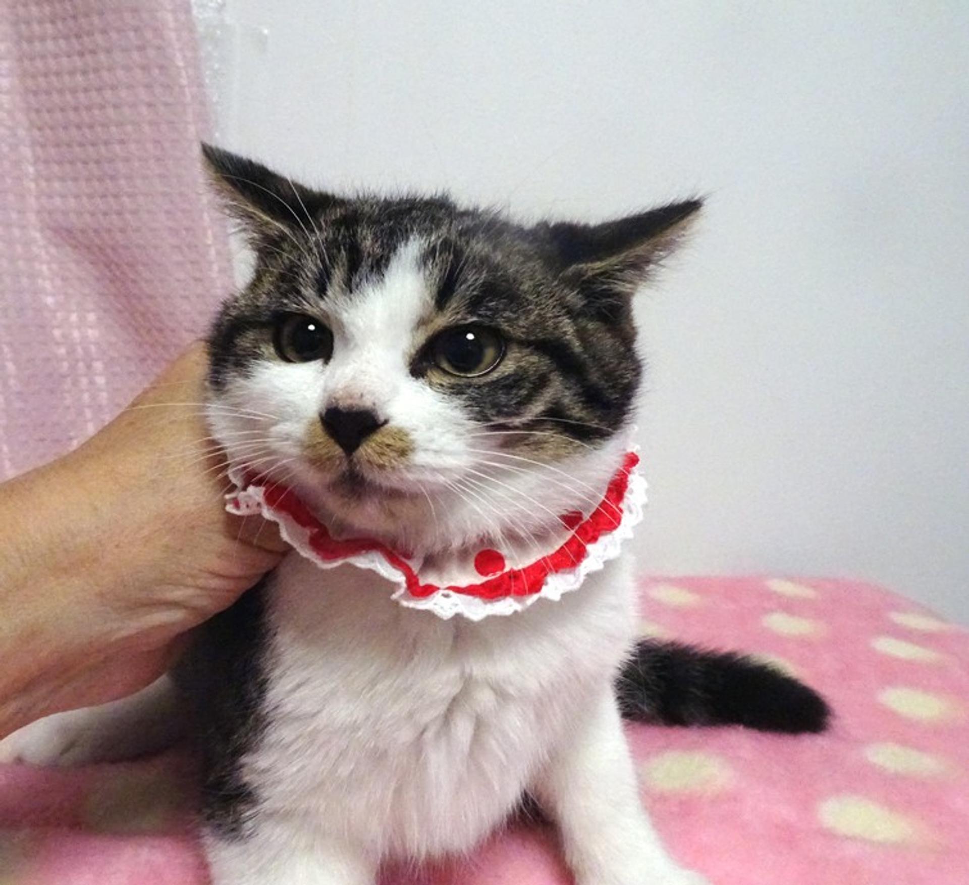 pet-image-4