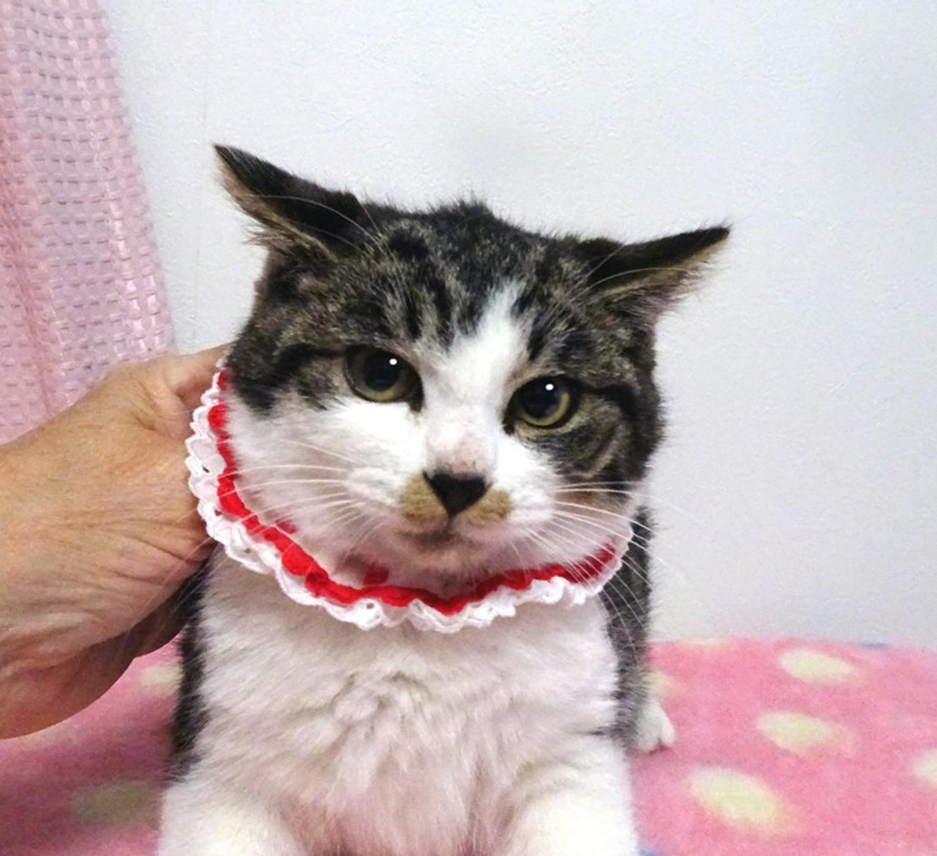 pet-image-5