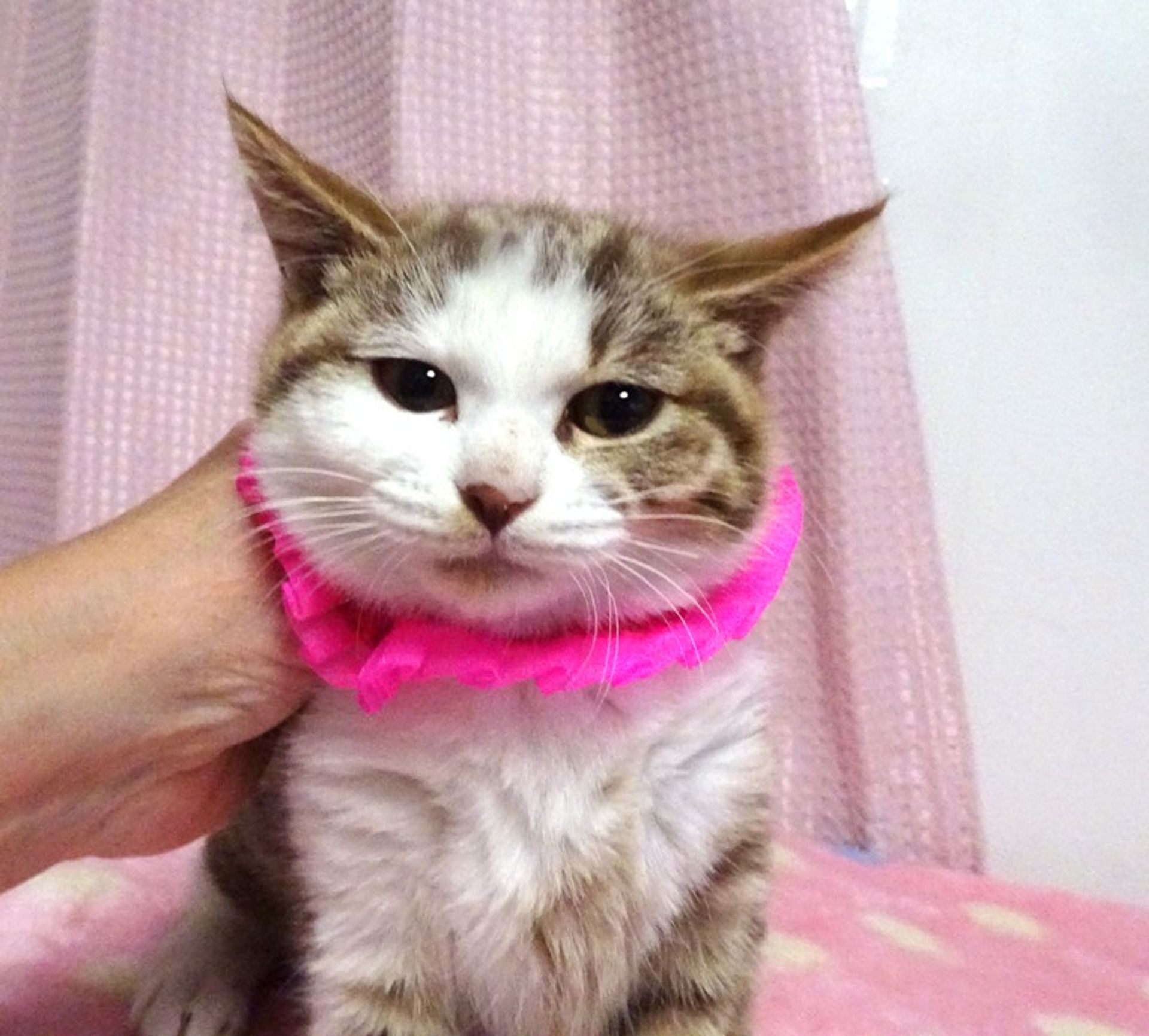 雑種（ミックス猫）・メスの里親募集の写真
