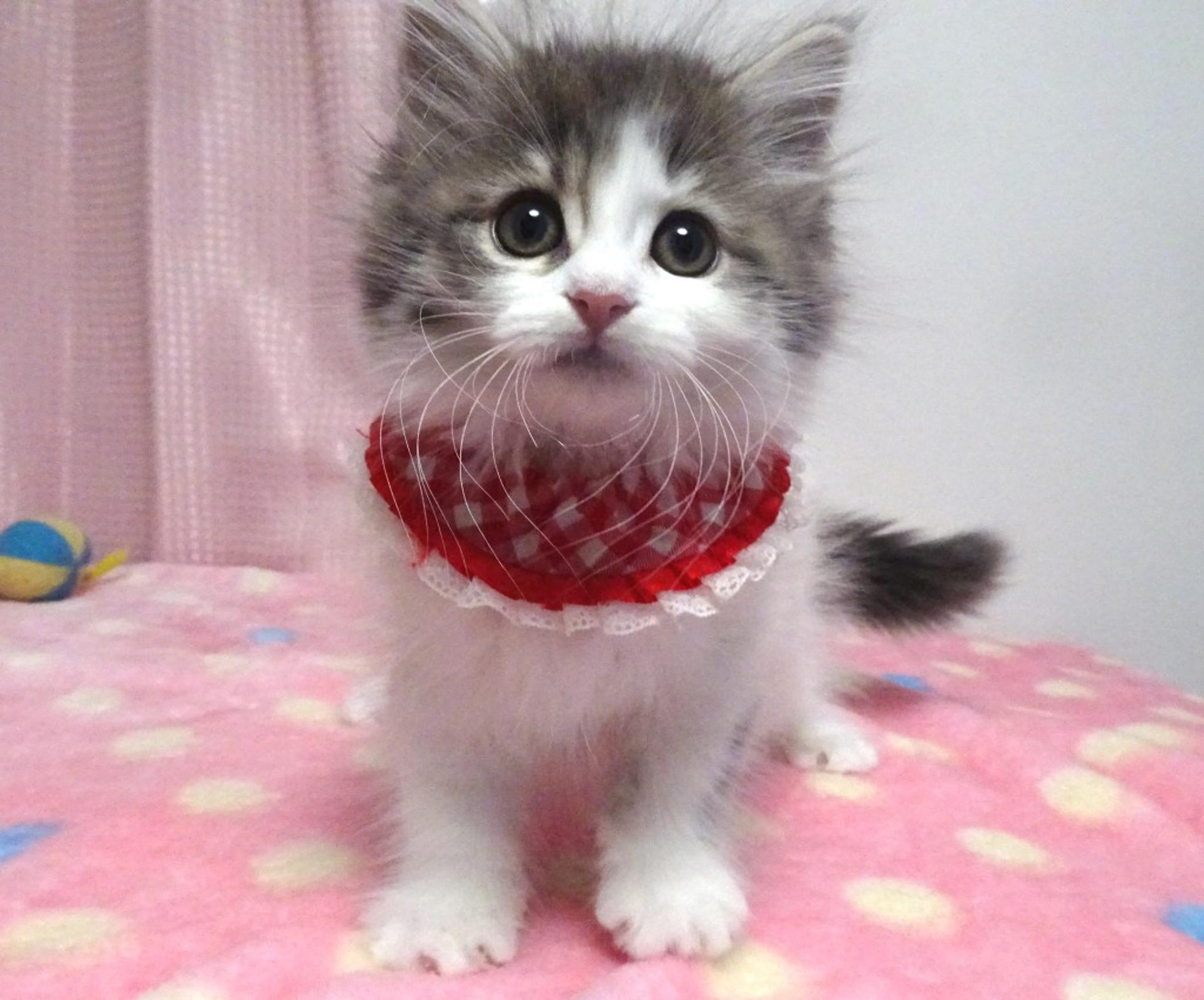 pet-image-3