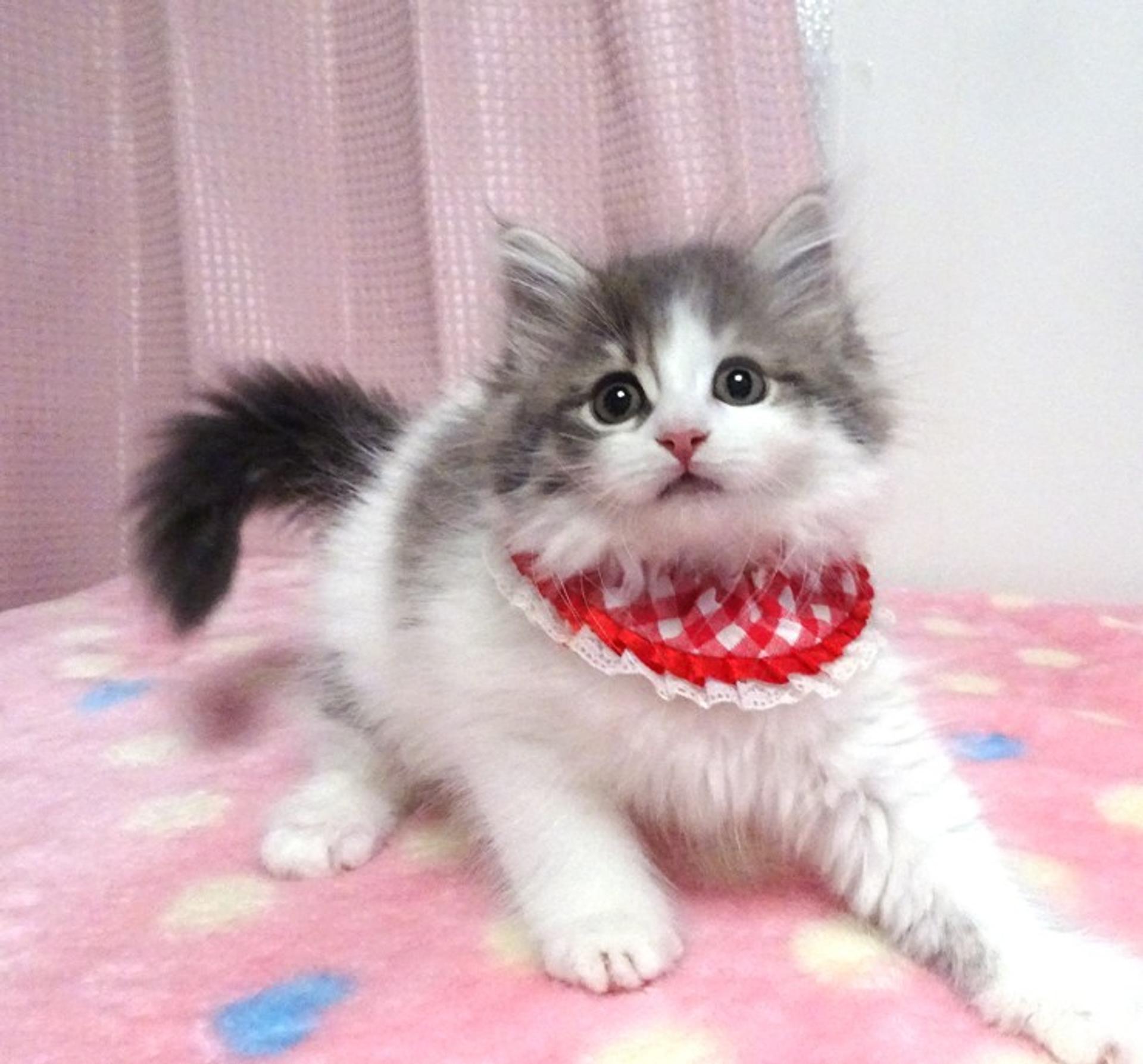 pet-image-4