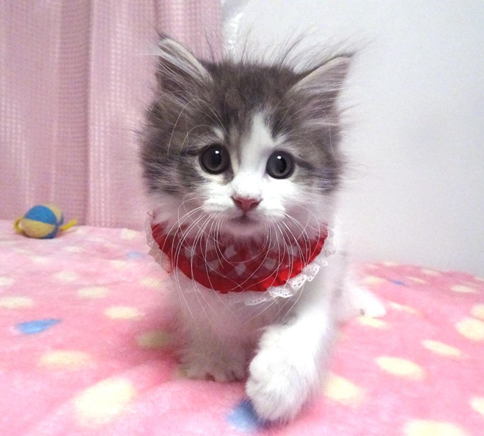 pet-image-7
