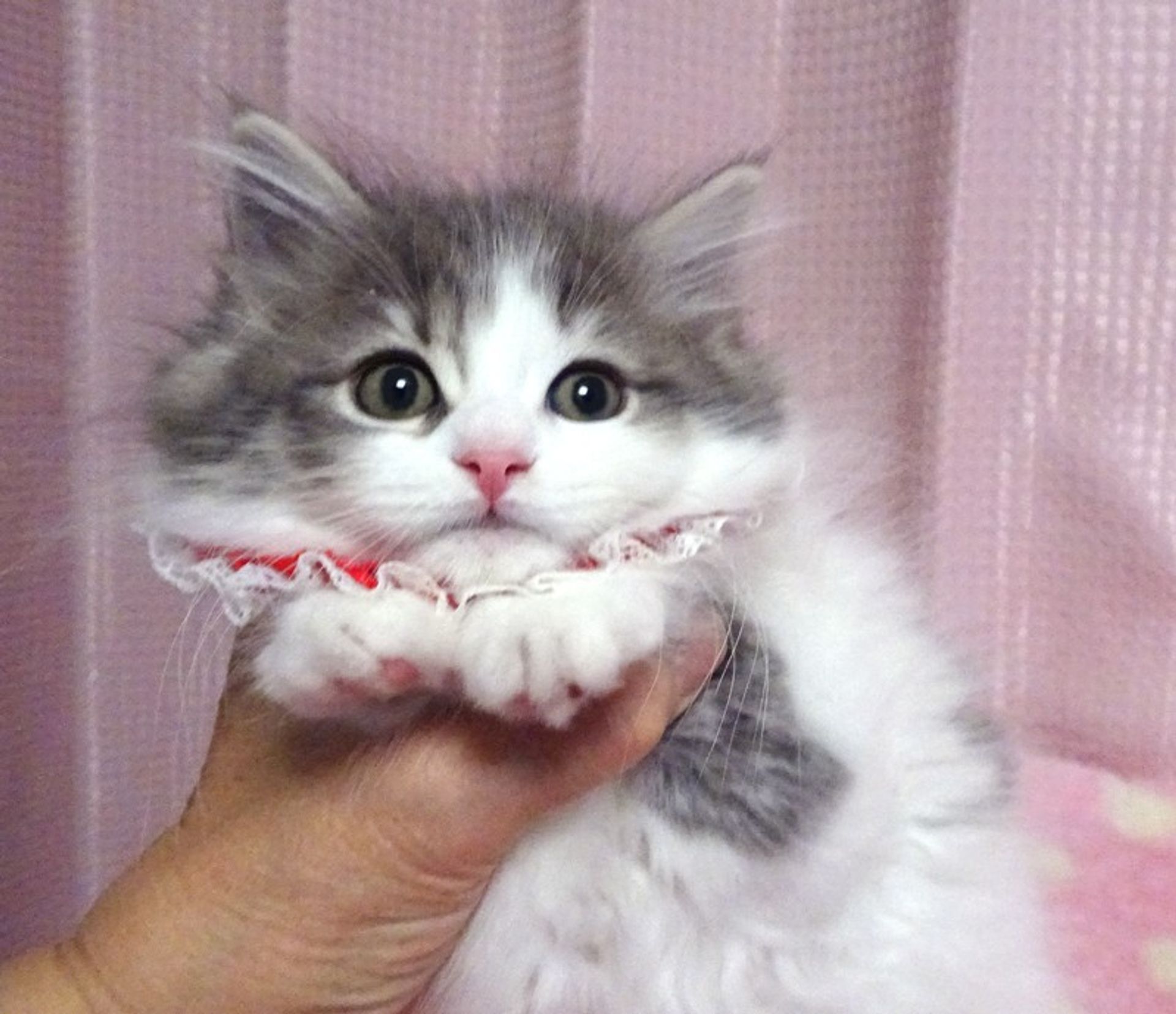 ノルウェージャンフォレストキャット・メスの里親募集の写真