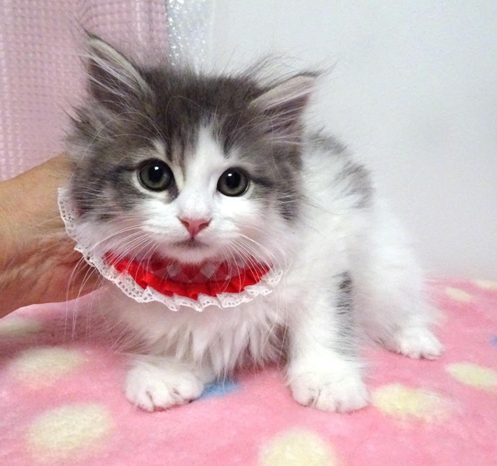 pet-image-2