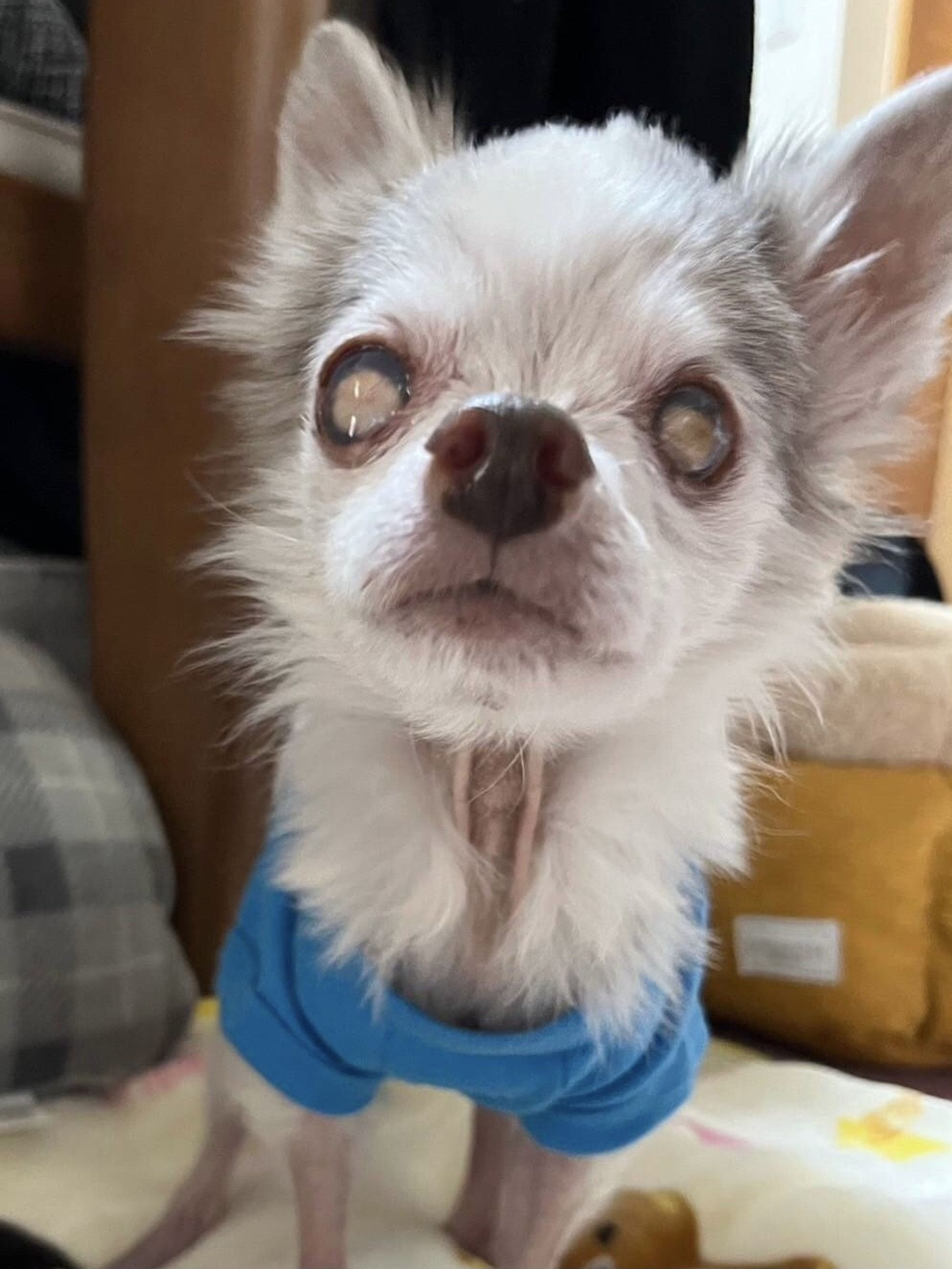 pet-image-2
