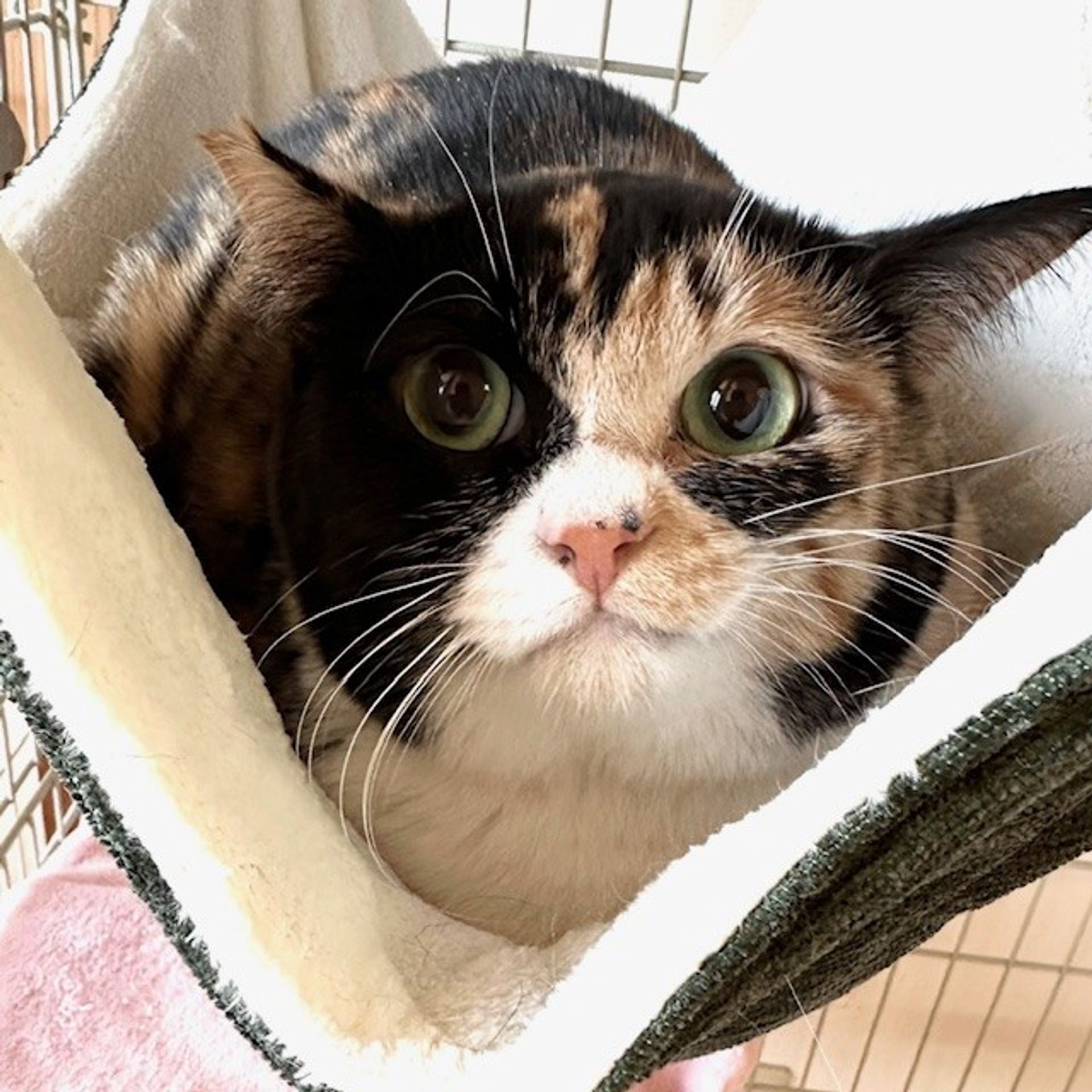 雑種（ミックス猫）・メスの里親募集の写真