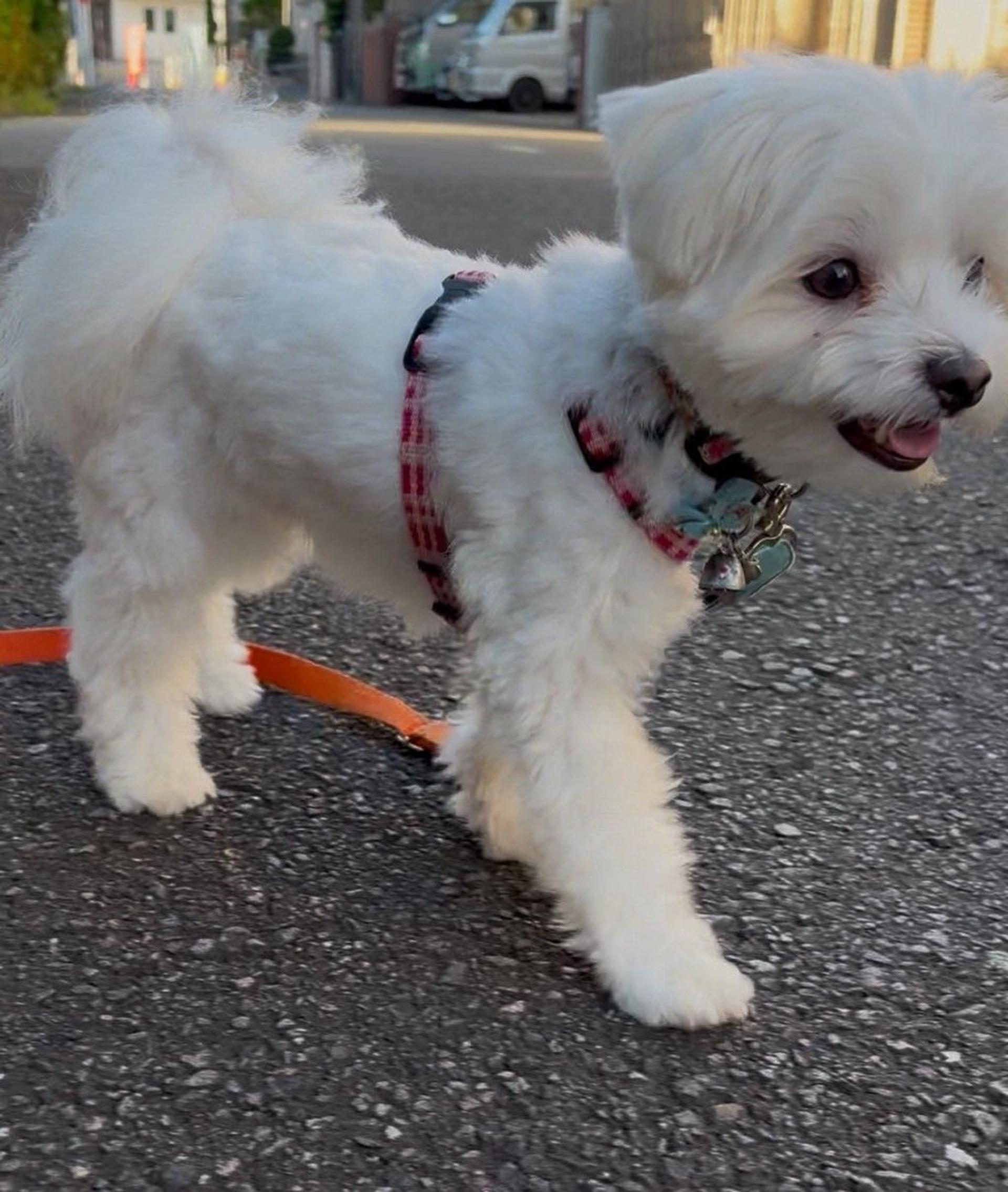 pet-image-6