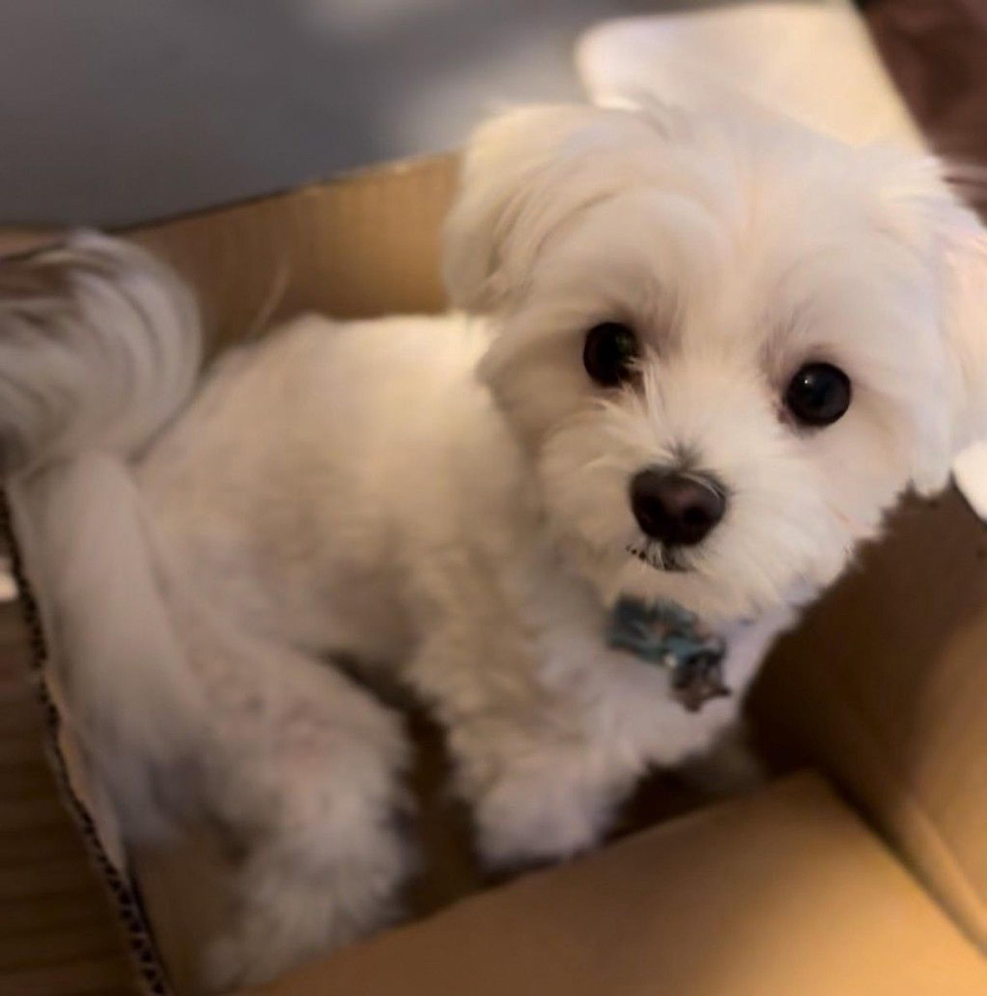 pet-image-8