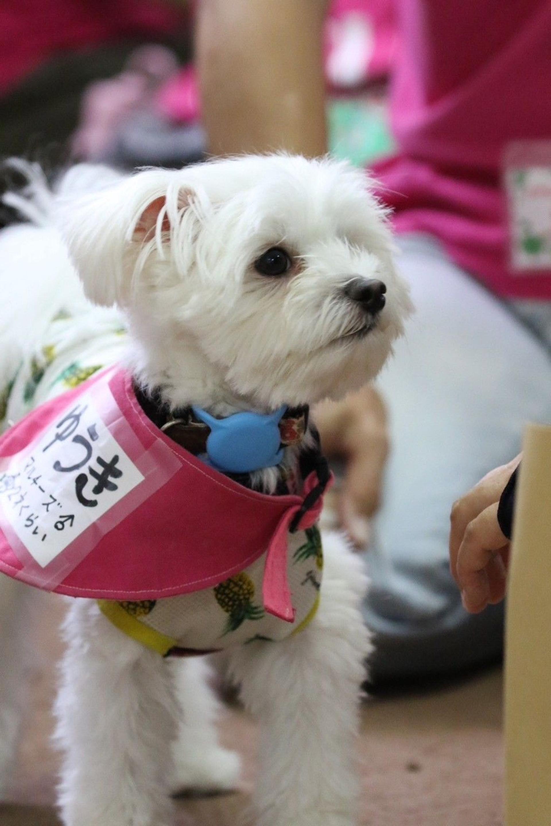 pet-image-3