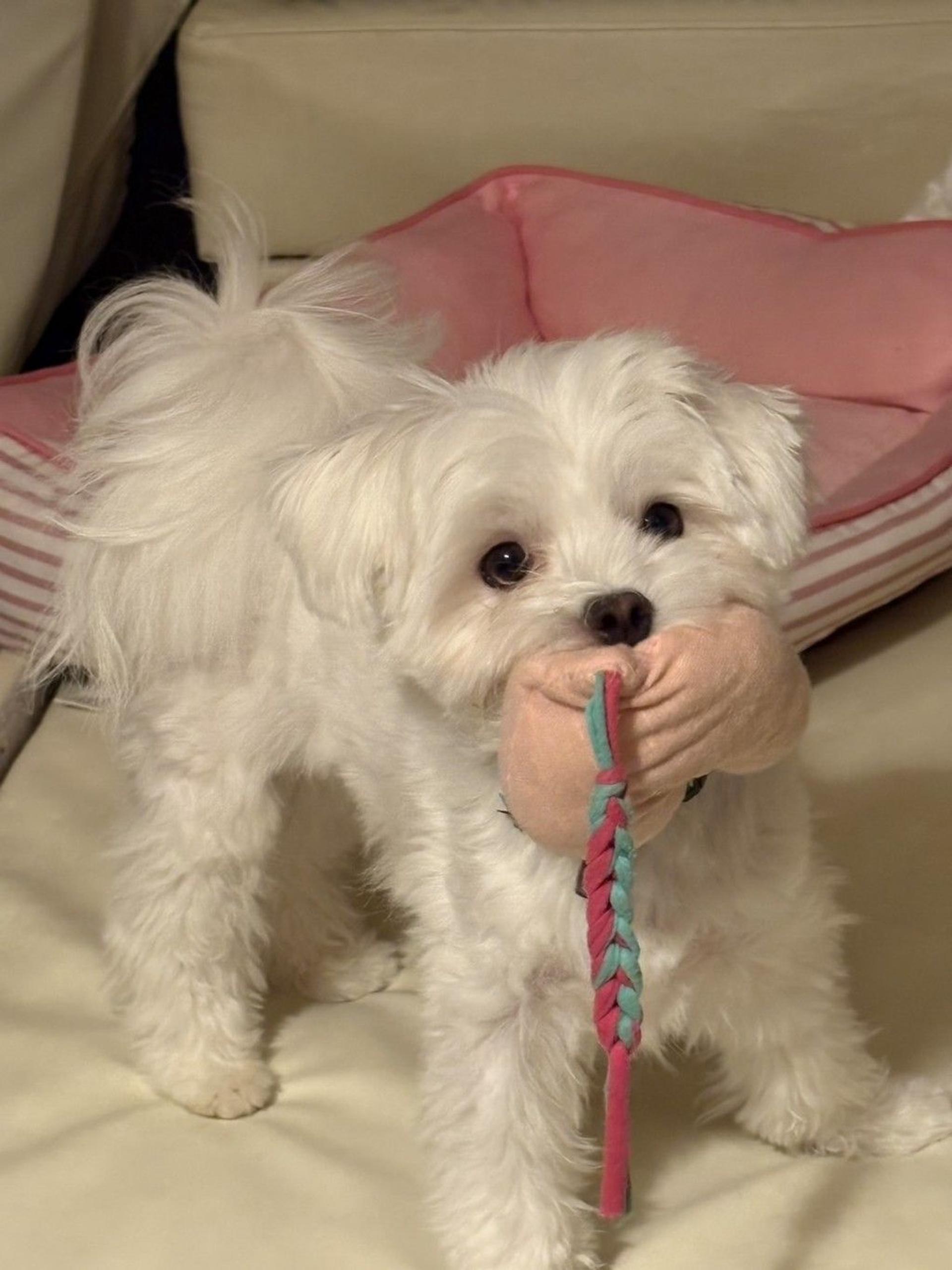 pet-image-7