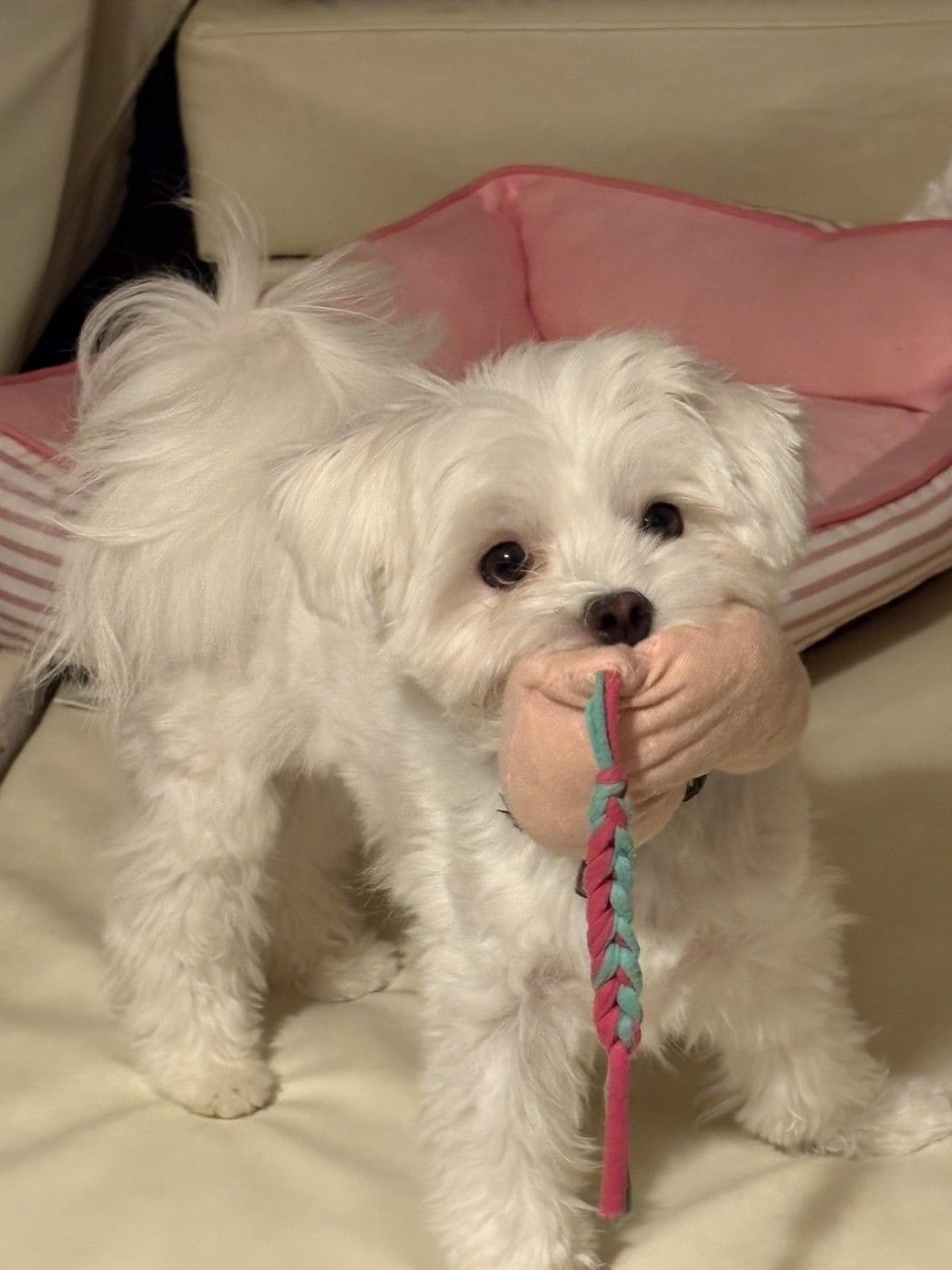 pet-image-7