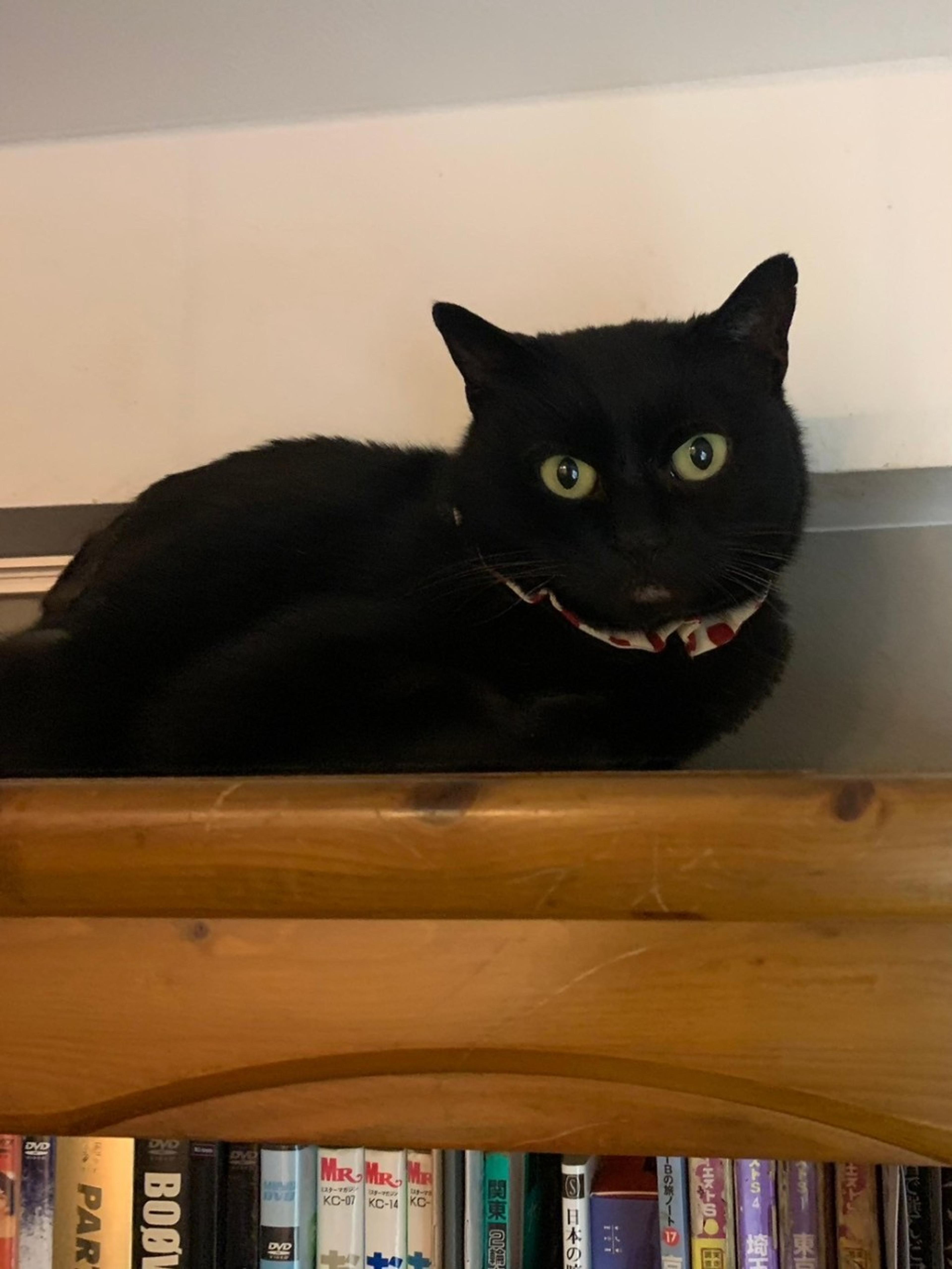 pet-image-3