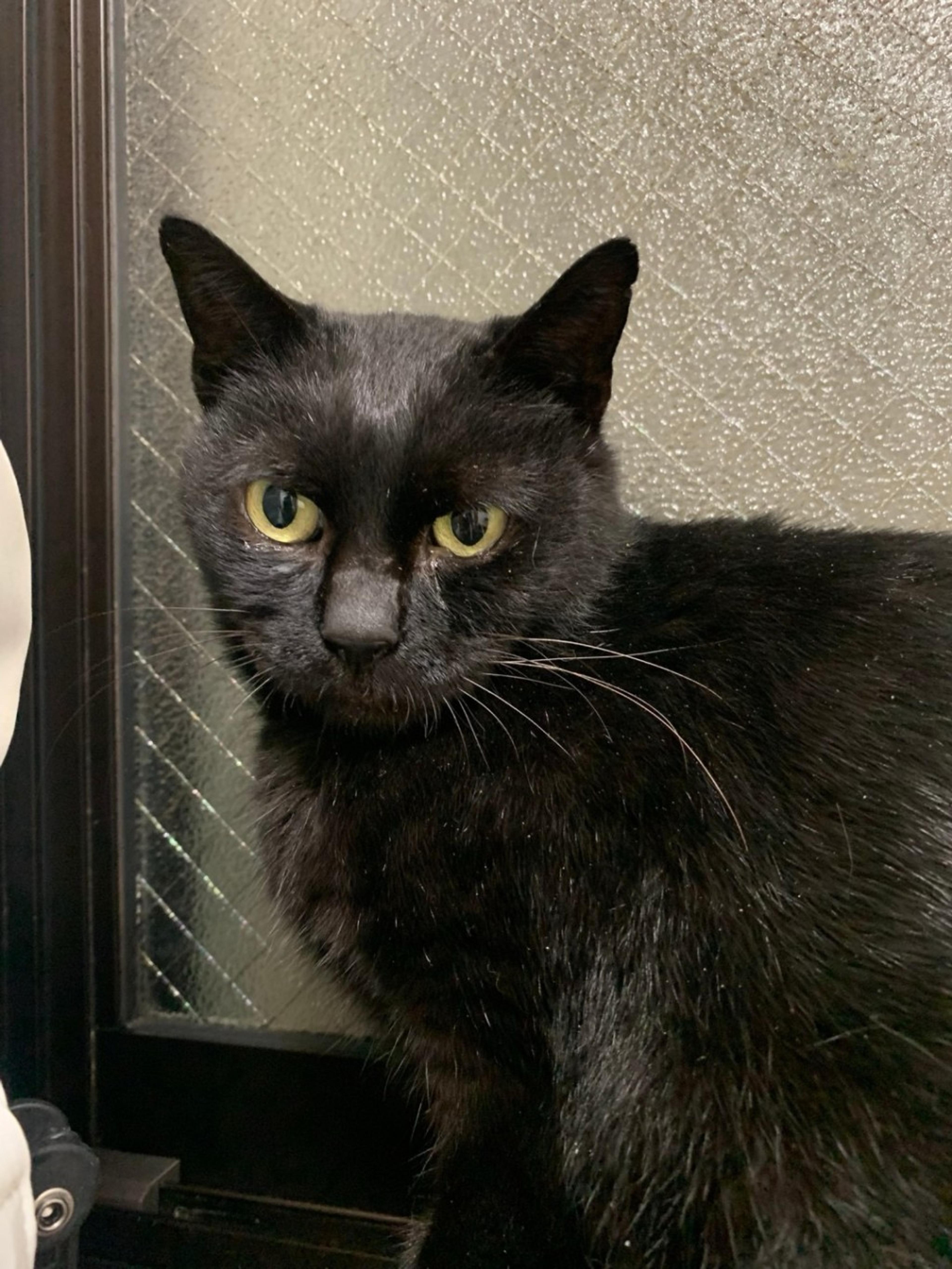 pet-image-9