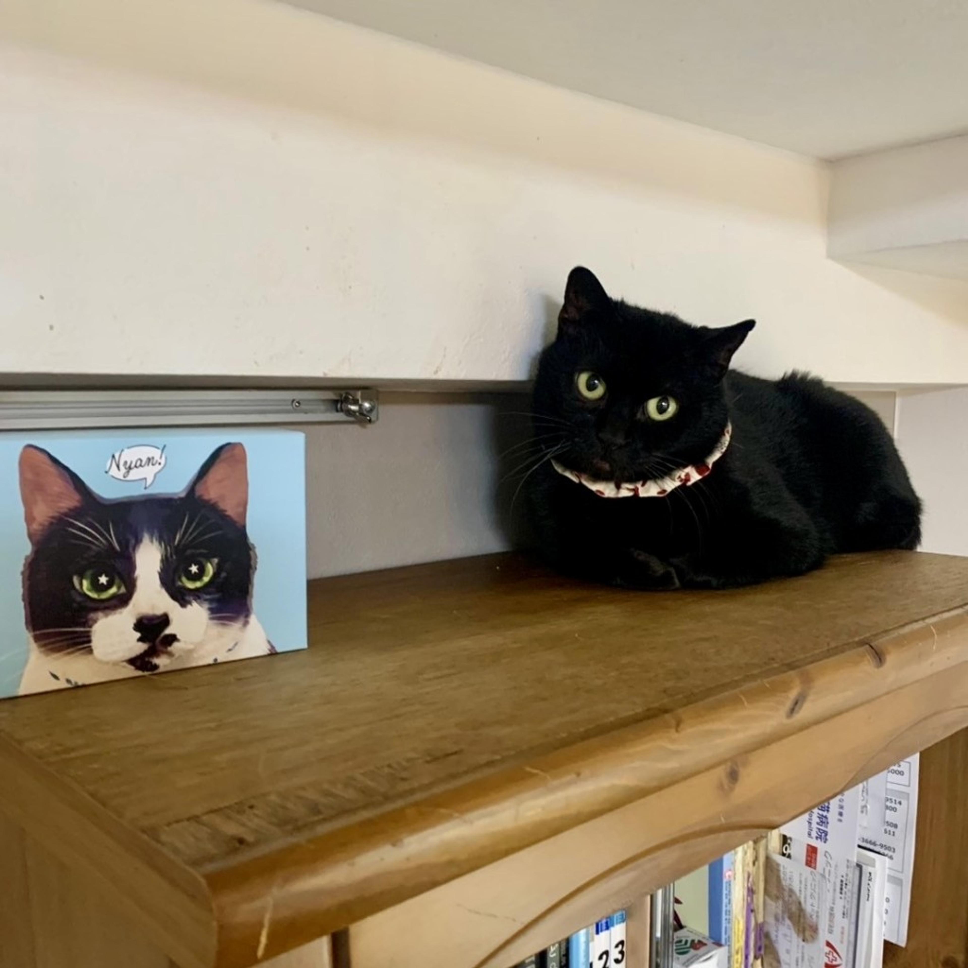 pet-image-8