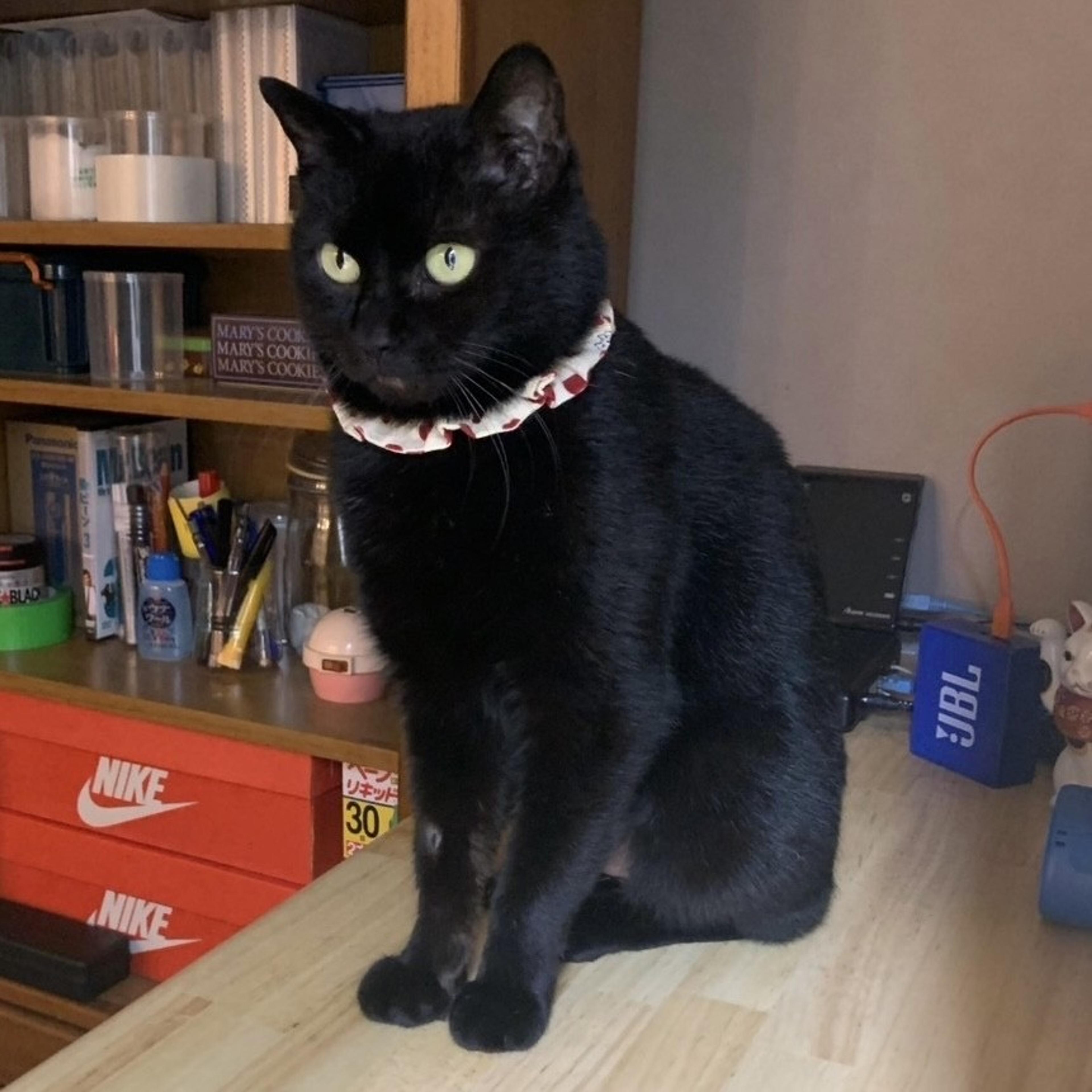 pet-image-4
