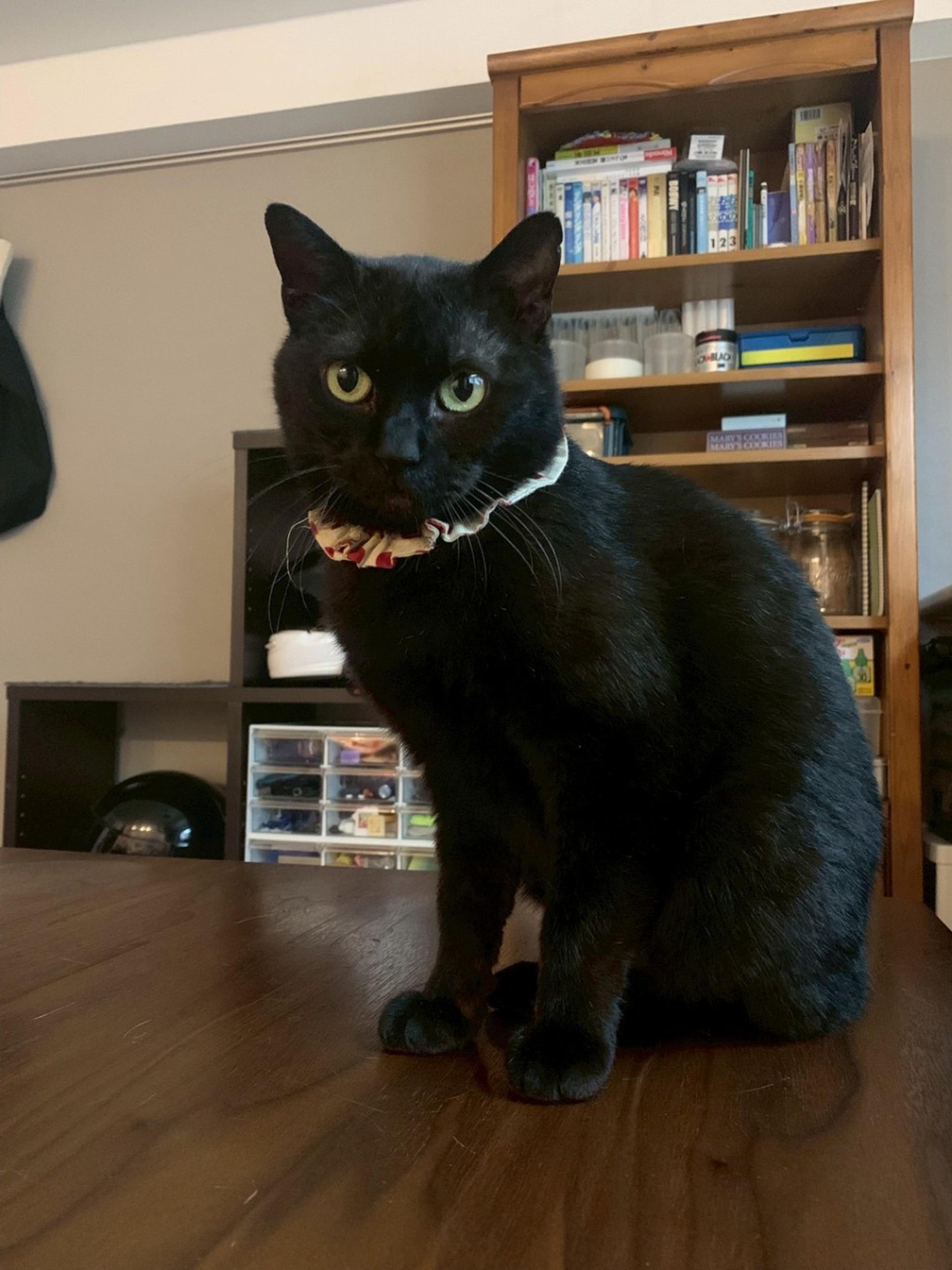 pet-image-5