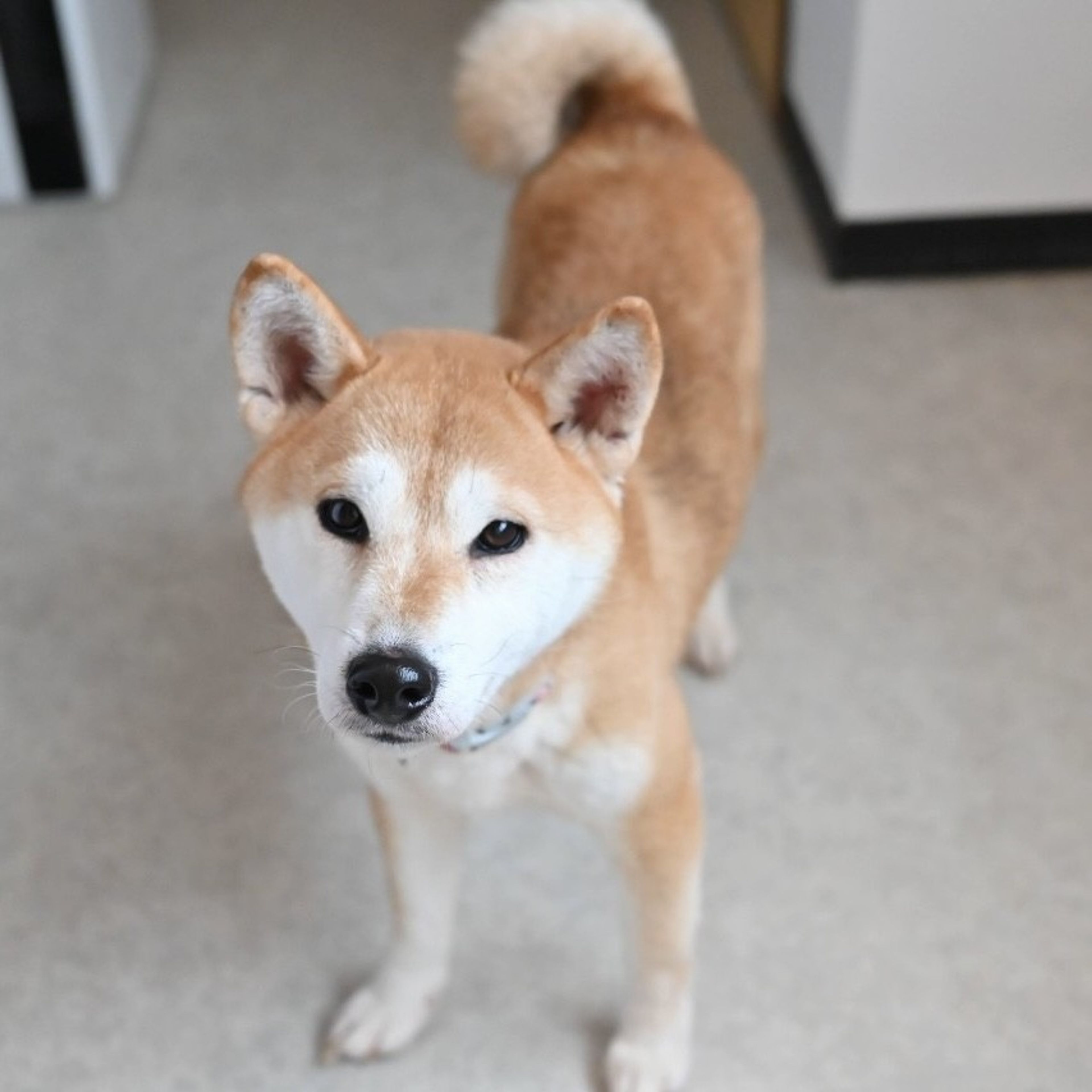 pet-image-4