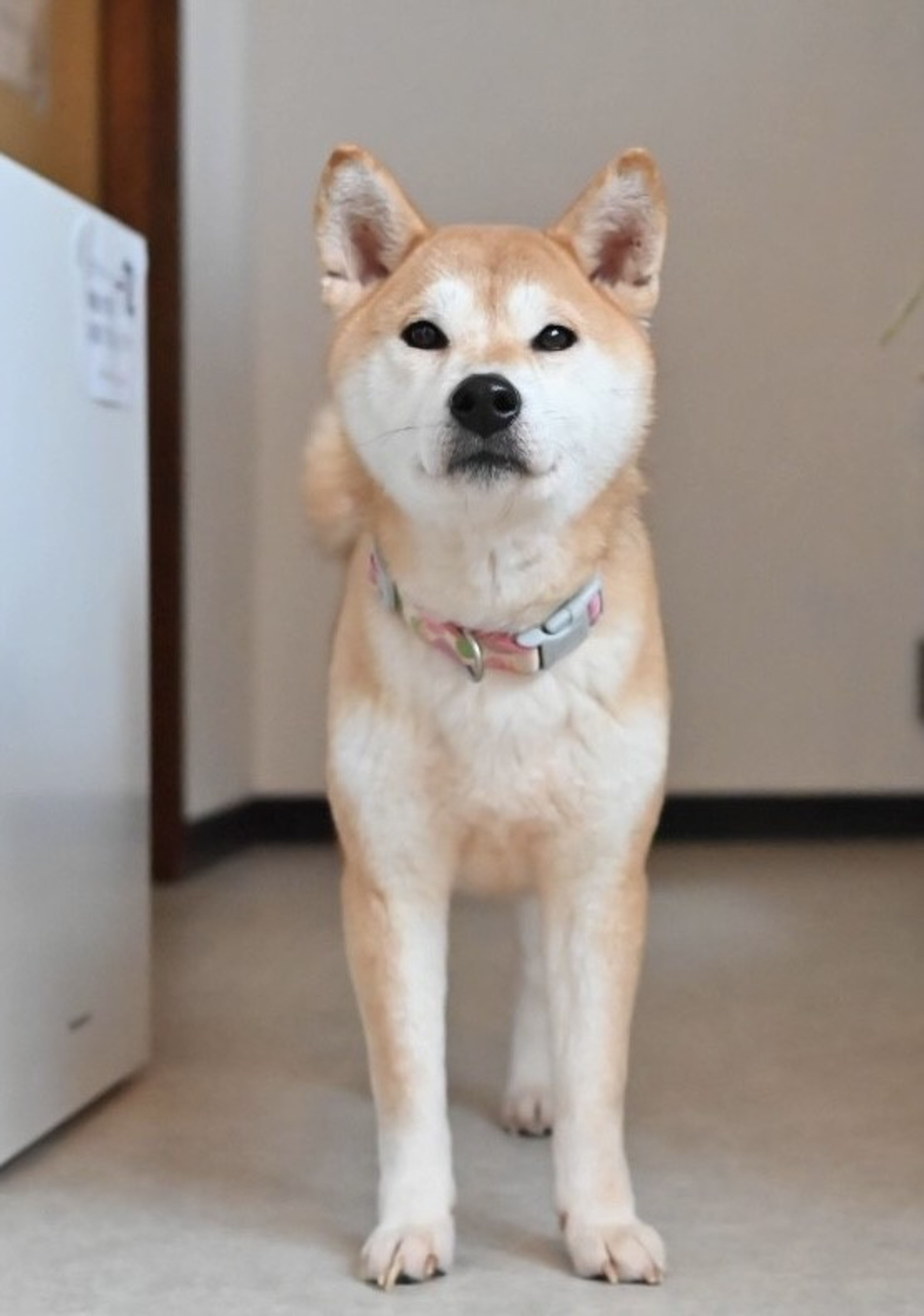 pet-image-5