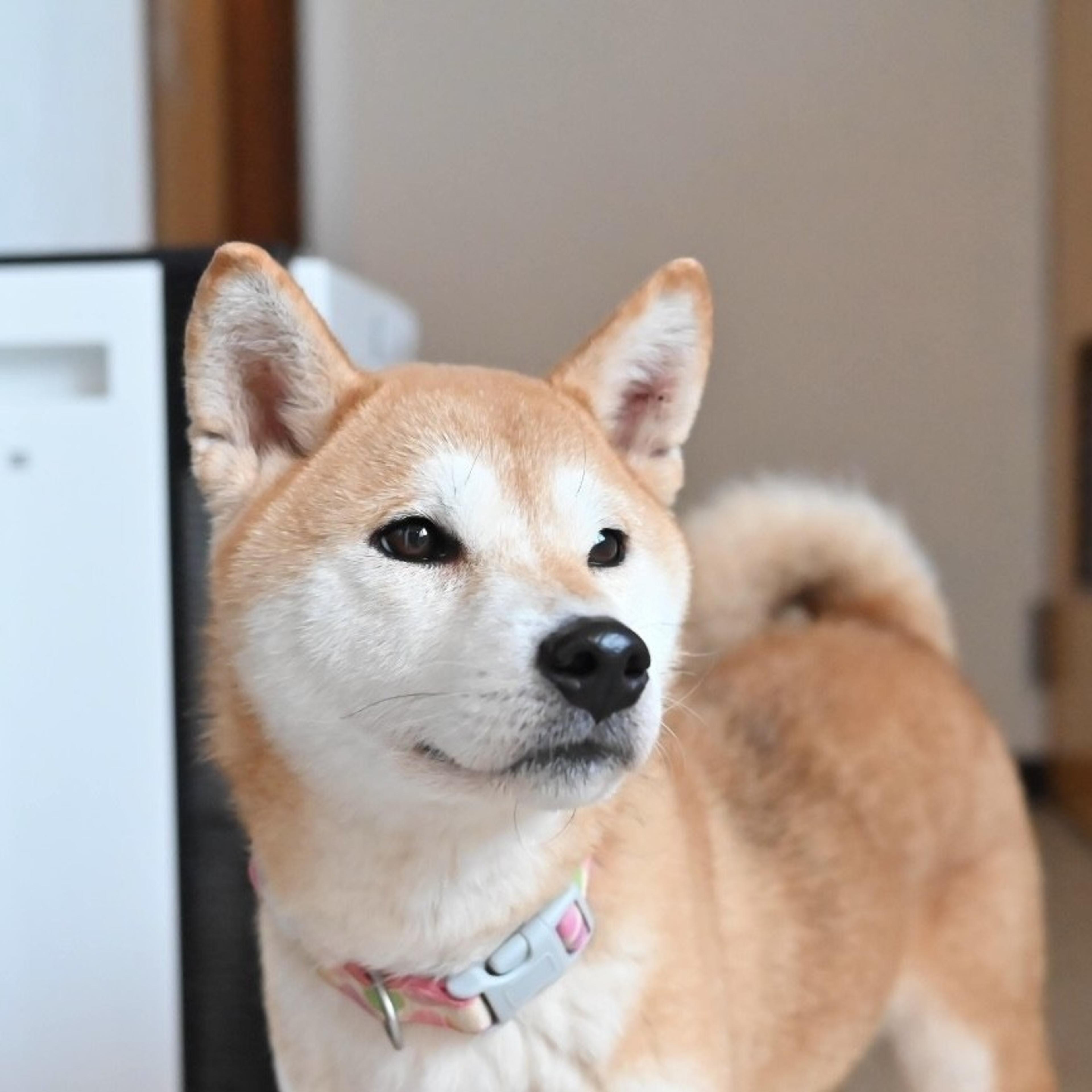 pet-image-6
