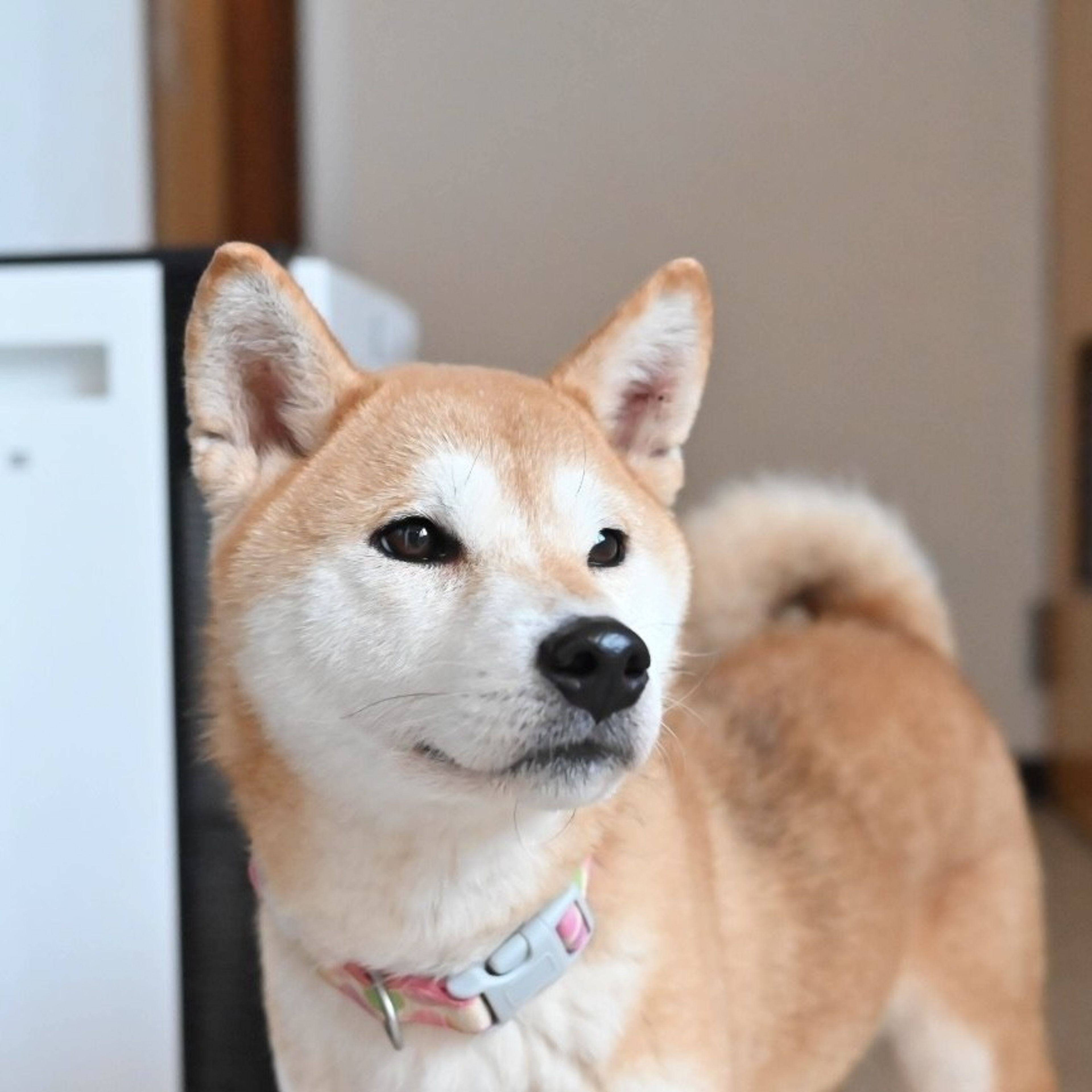 pet-image-6