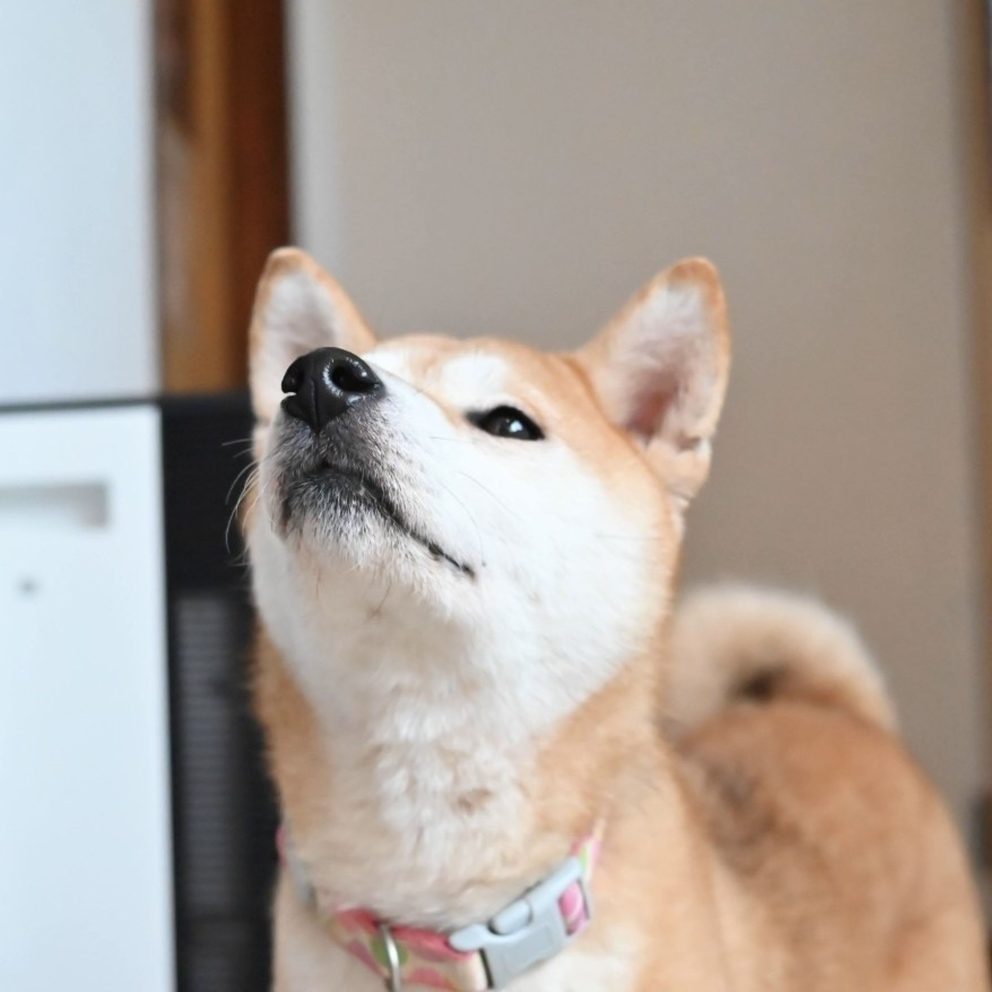 pet-image-7