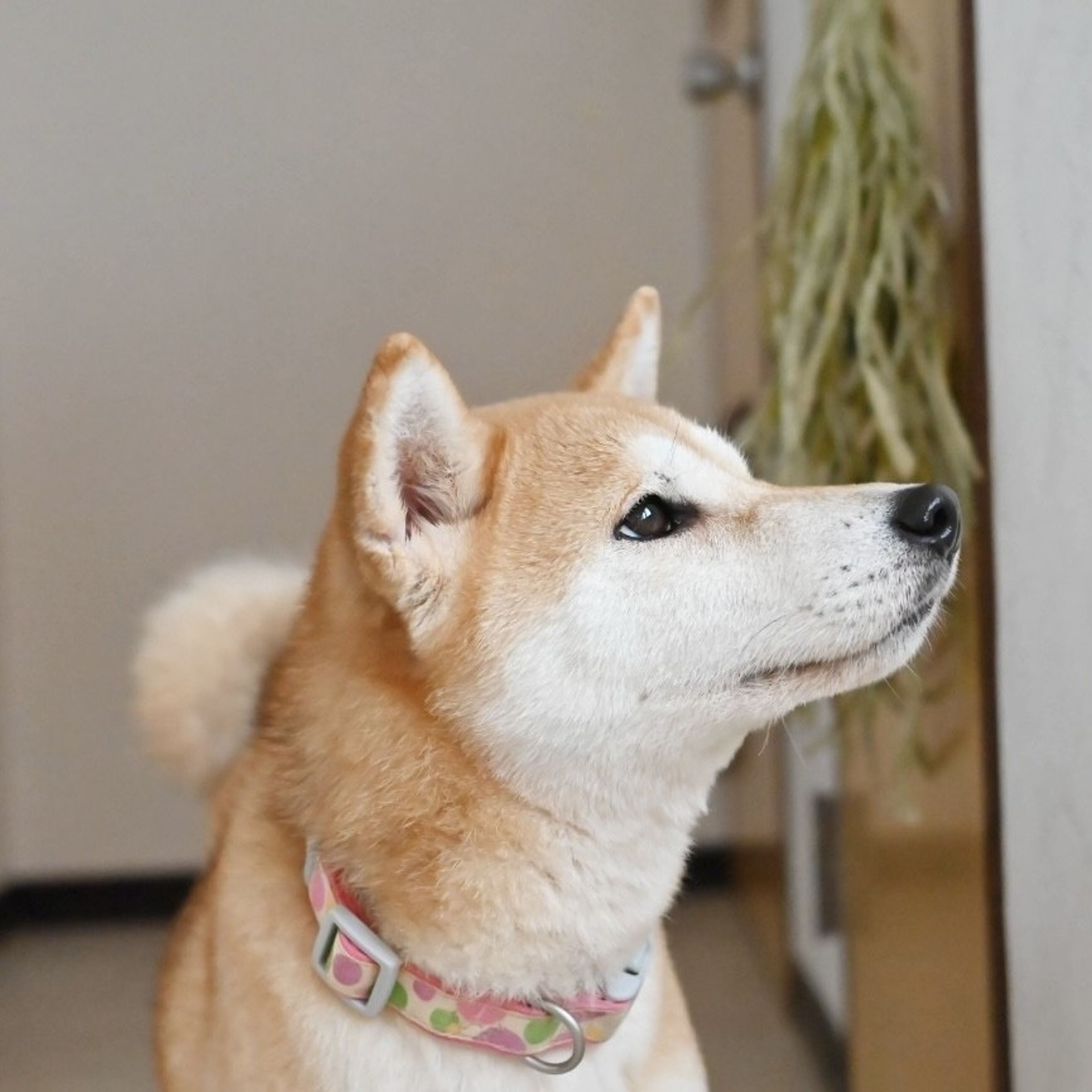 pet-image-8