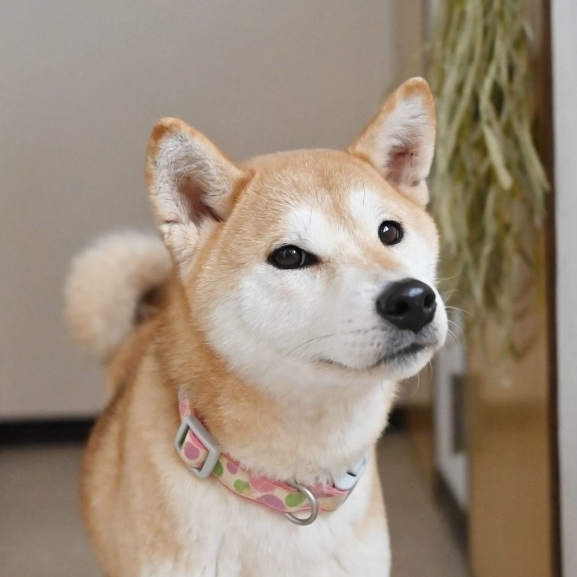 柴犬・メスの里親募集の写真