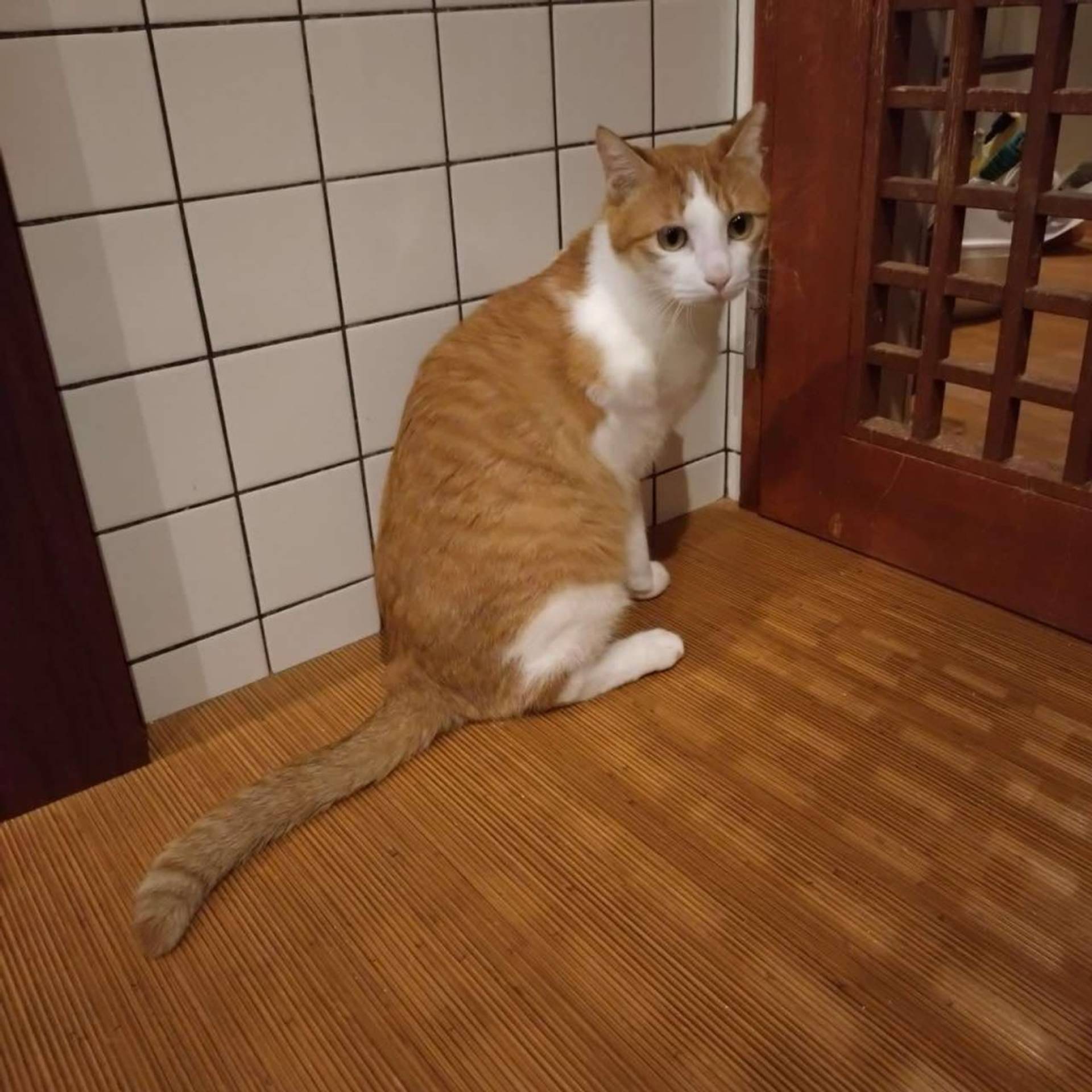 雑種（ミックス猫）・オスの里親募集の写真